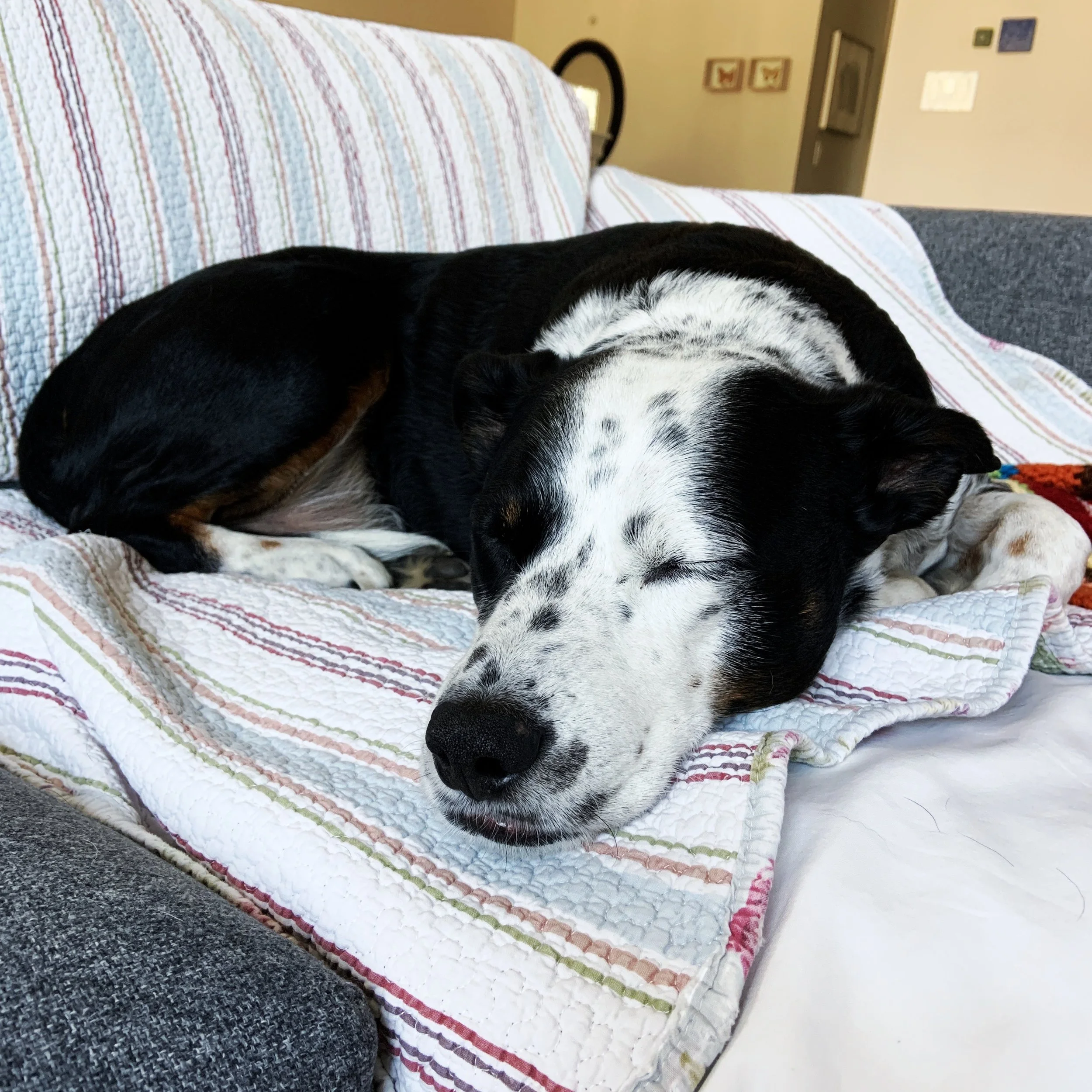 A black and white dog sleeping on the couch next to the person who loves him most.