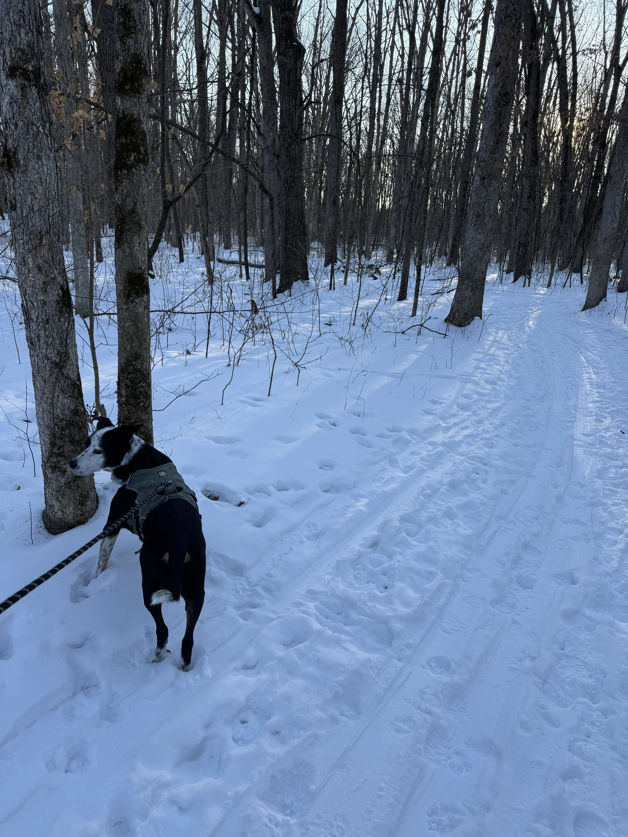 A black and white dog stands to the side of a path through a snow-covered forest on a midwinter day with the person who loves him most.