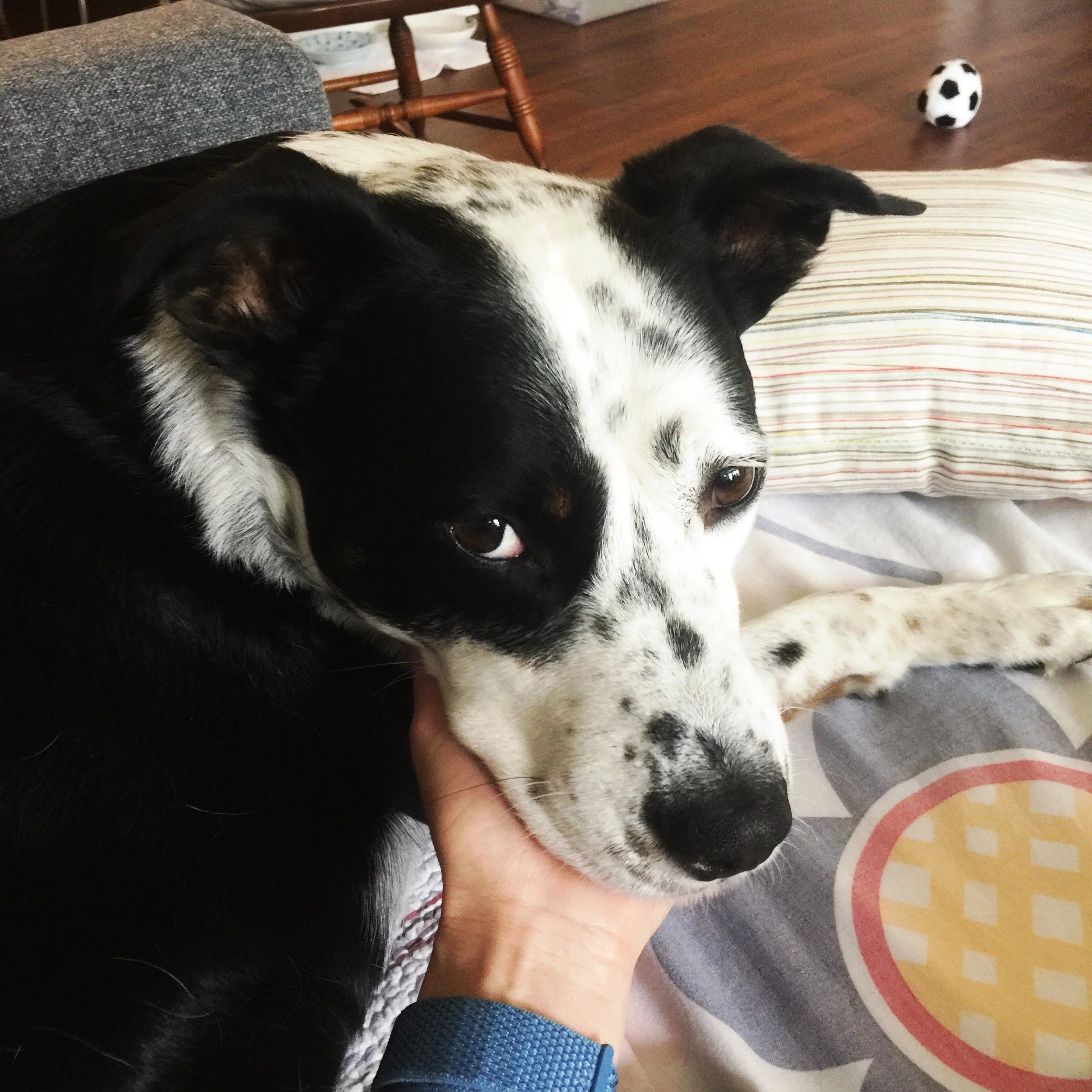 A black and white dog sits contently with his chin in the hand of the person who loves him most.