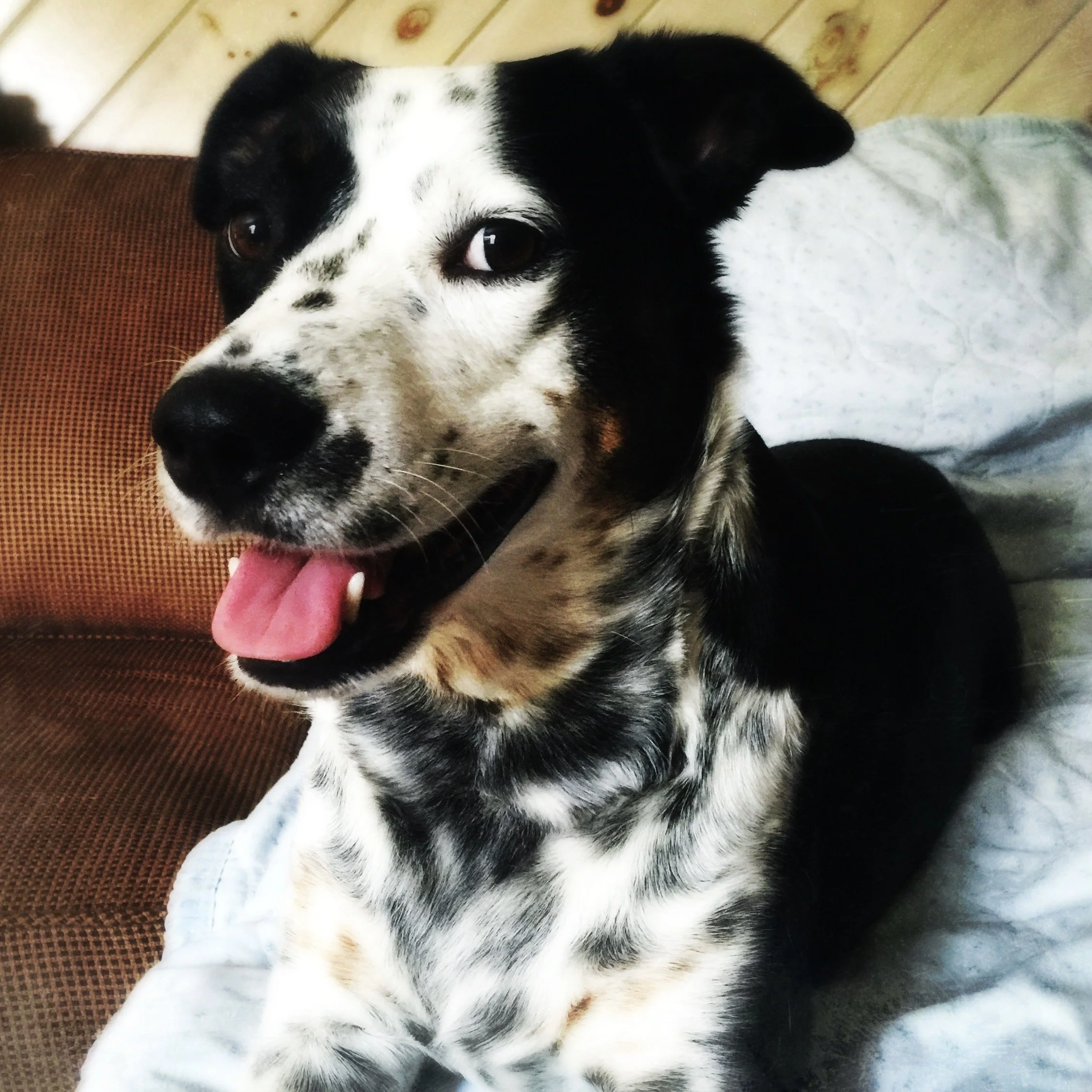 A black and white dog sitting on a couch smiling at the person who loves him most.