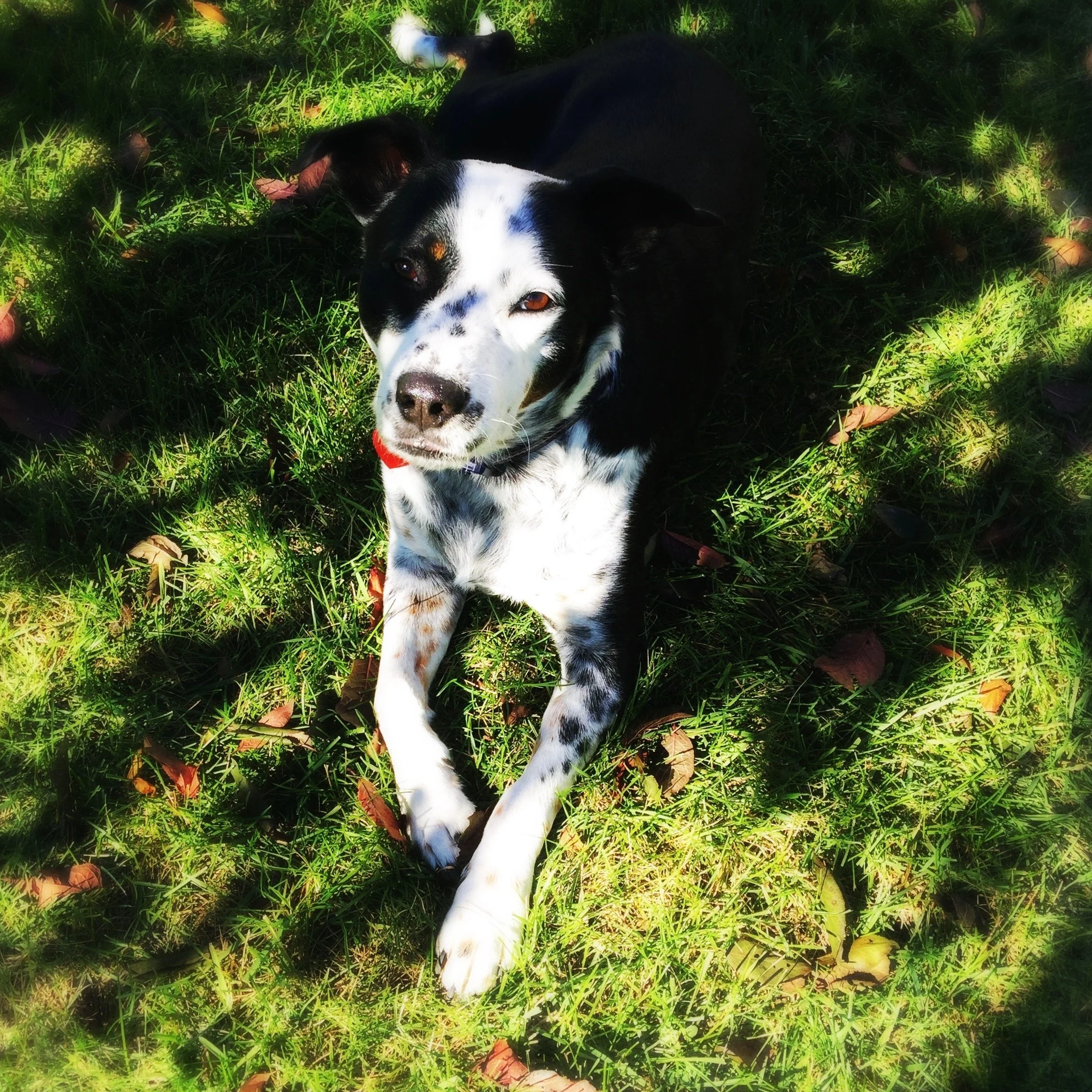 A black and white dog lays peacefully in the grass in shadows and dappled sun looking at the person who loves him most.