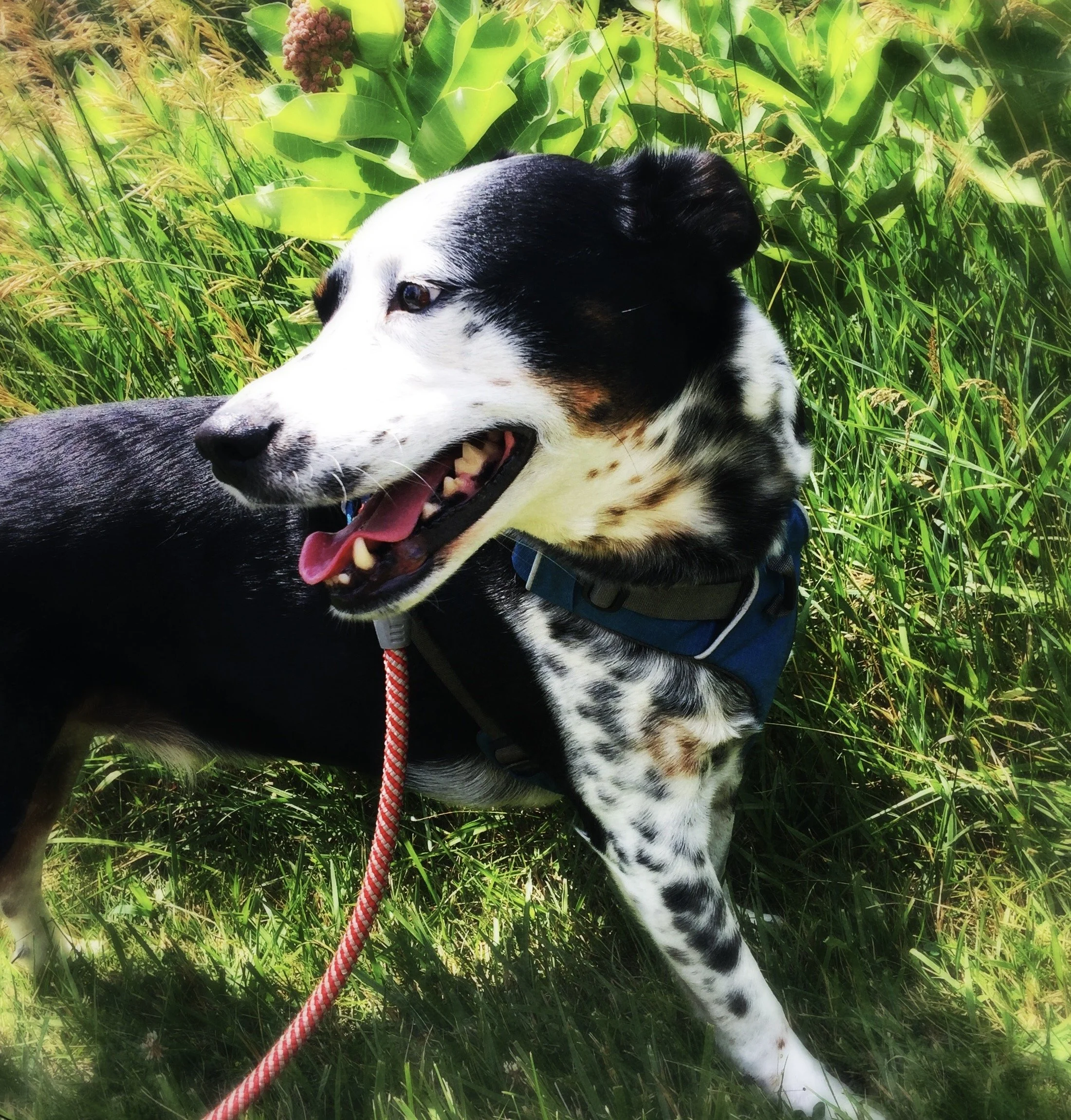 A black and white dog in June standing in front of milkweed just before blooming with the person who loves him most.