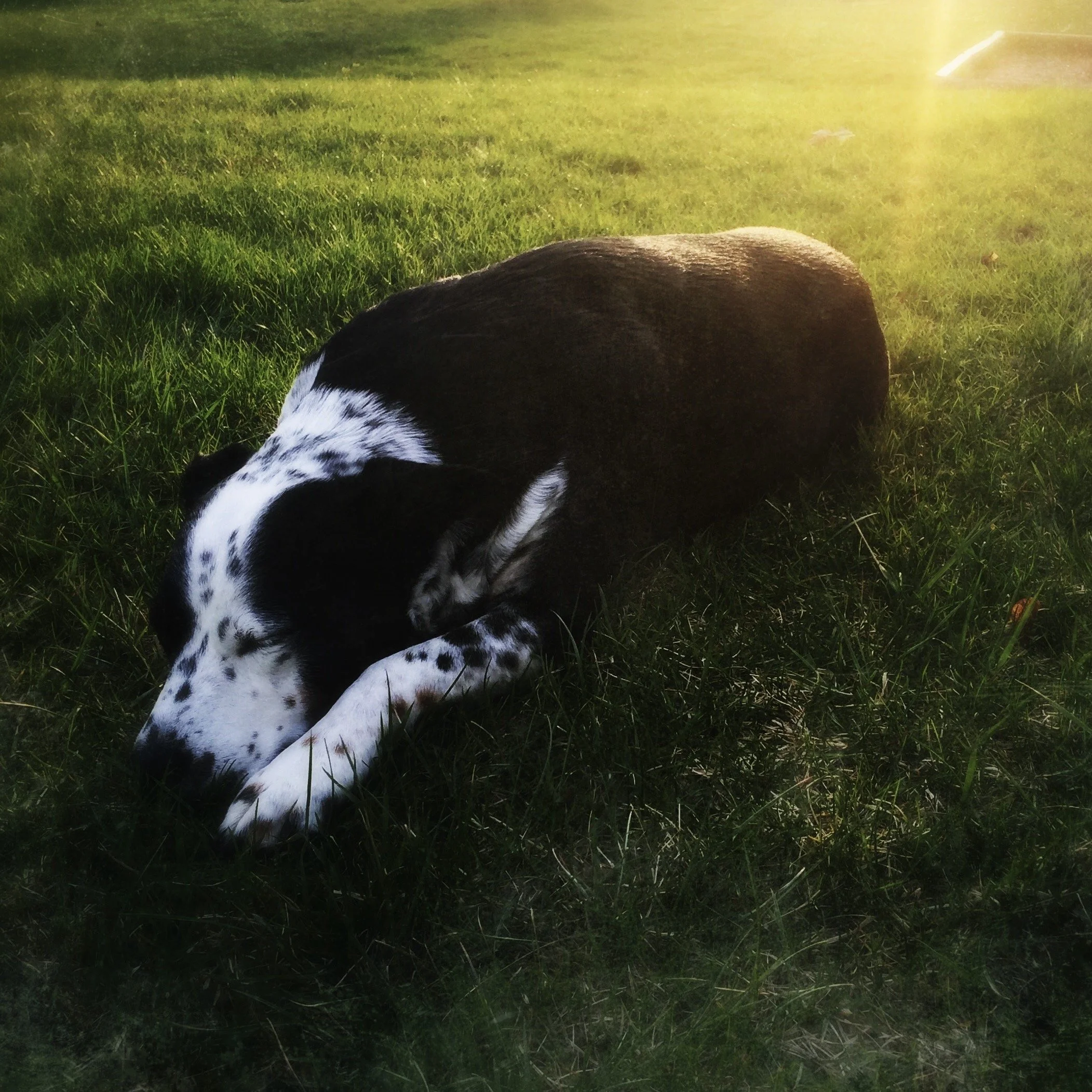 A black and white dog lying in the grass with his eyes closed with the flow of sunset behind him in August, with the person who loves him most.
