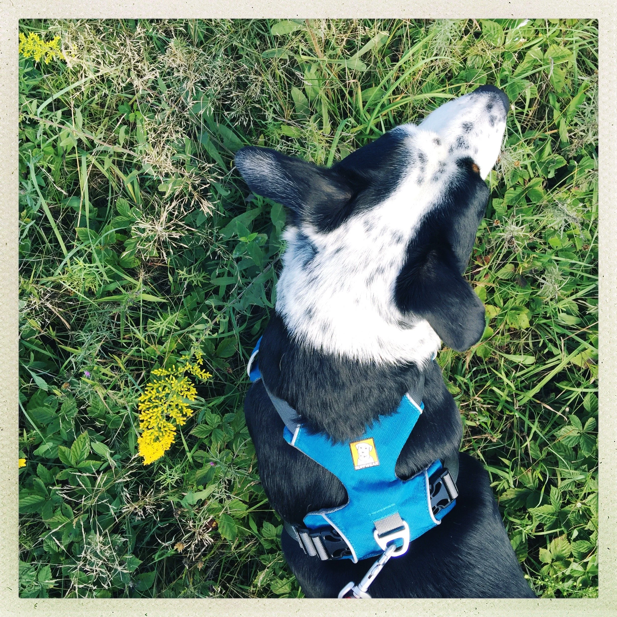 A black and white dog seen from above standing next to late summer goldenrod and grasses with the person who loves him most.