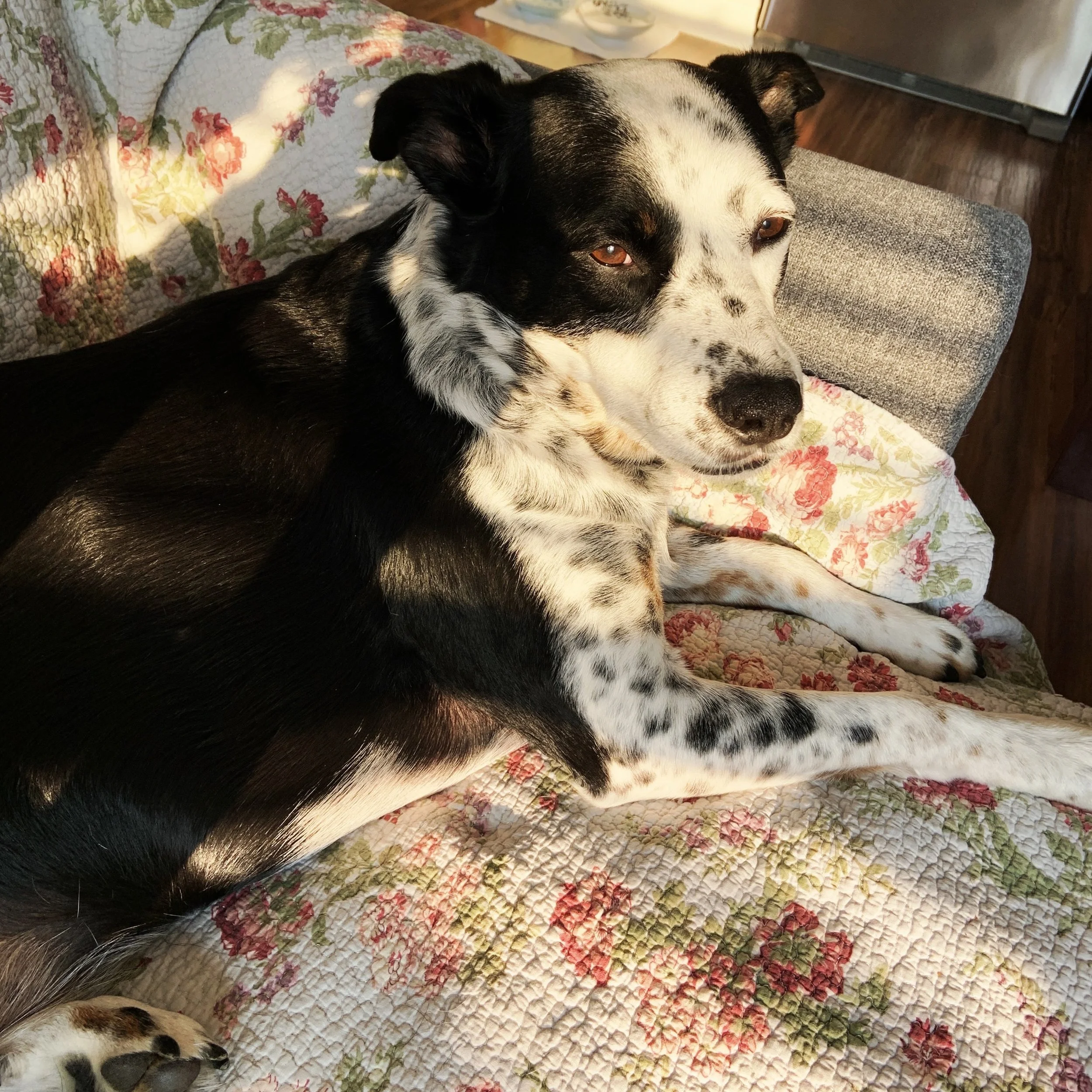 A black and white dog sits thoughtfully on a flowered quilt looking towards morning sun shining on him with the person who loves him most.