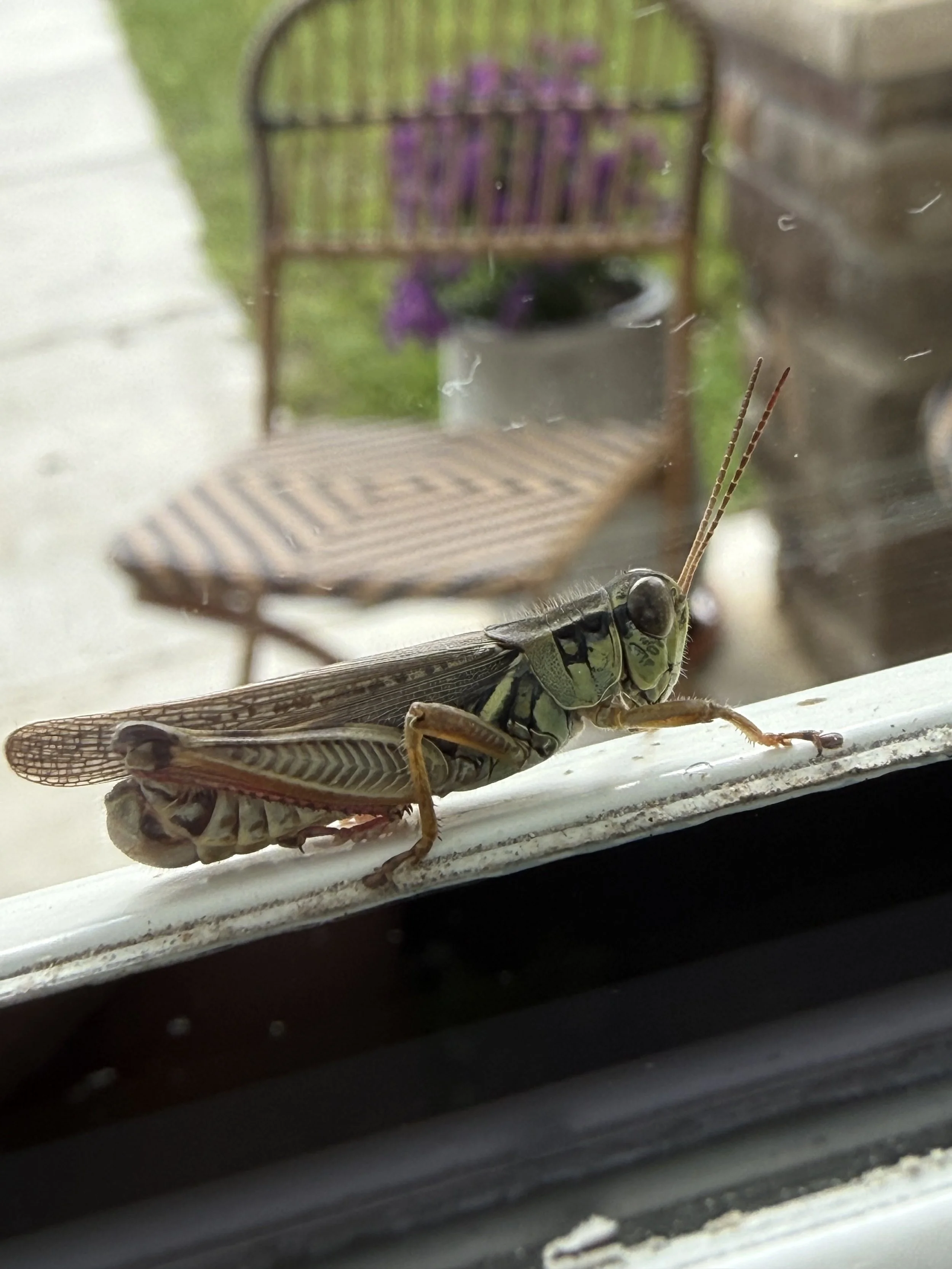 A red-legged grasshopper perched on the outside of a porch window in September.