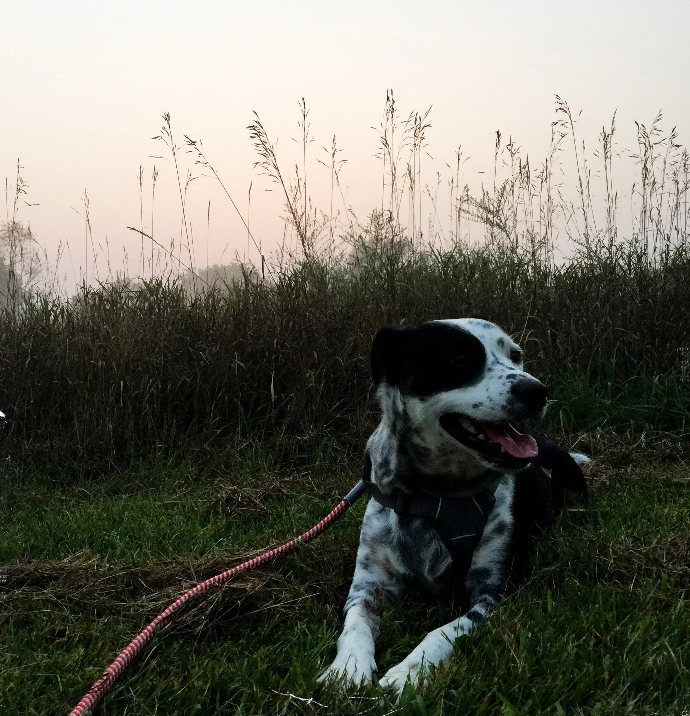 A black and white dog lying on the grass in front of tall grasses in spring with the person who loves him most.