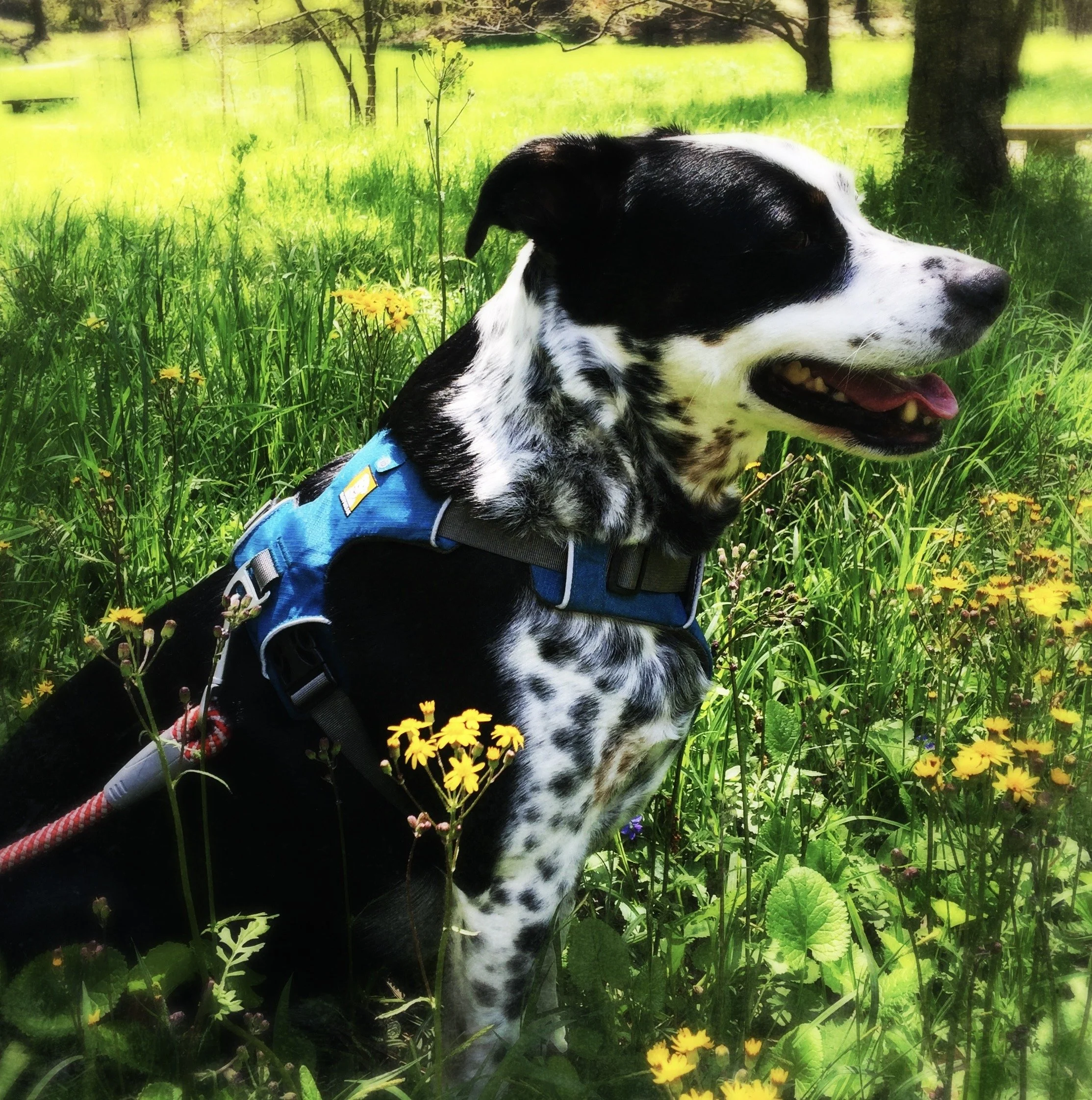 A black and white dog smiles on a wooded path on a sunny day among blooming wildflowers with the person who loves him most.
