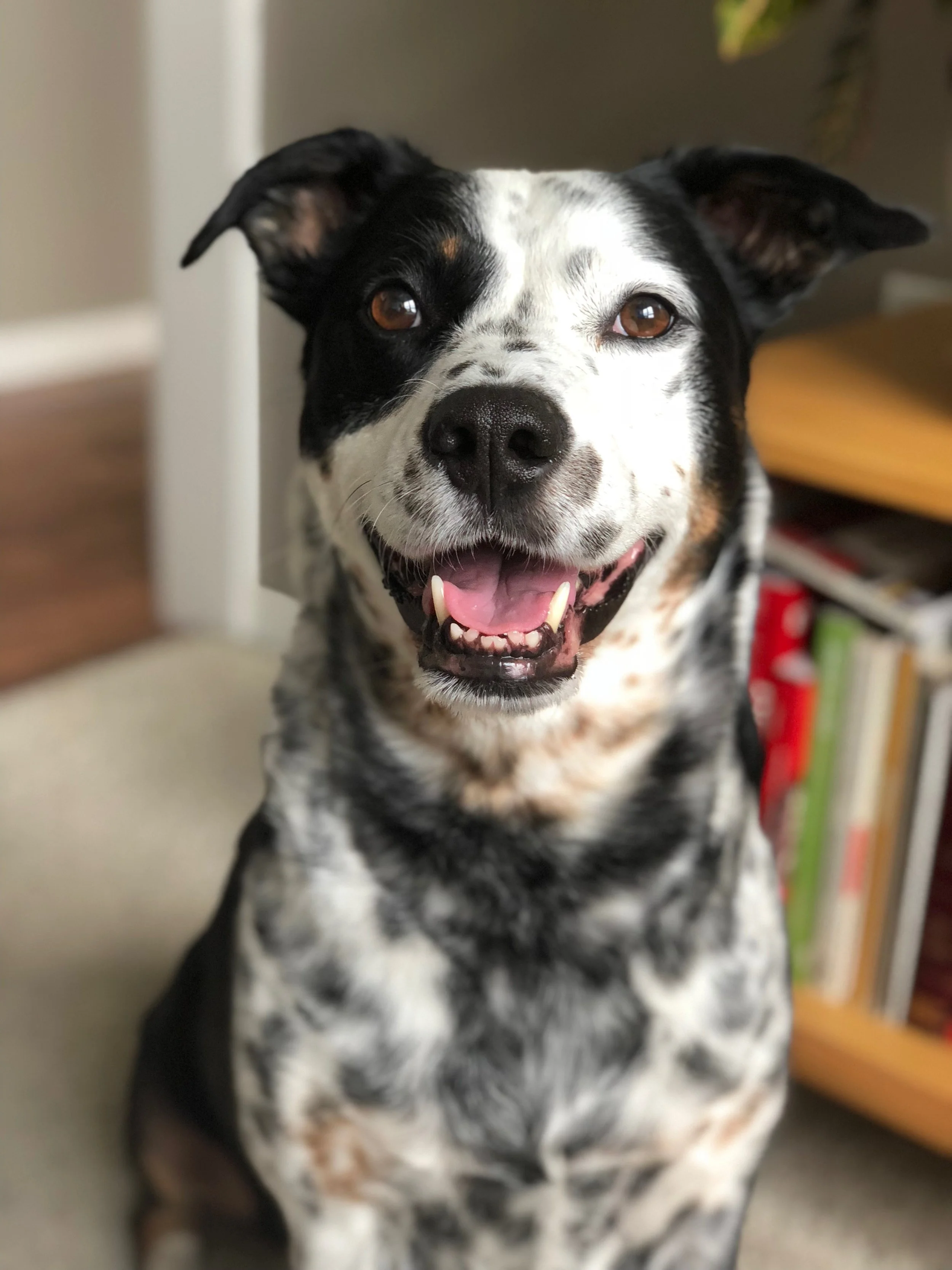 A black and white dog smiling happily at one of the people who loves him most.