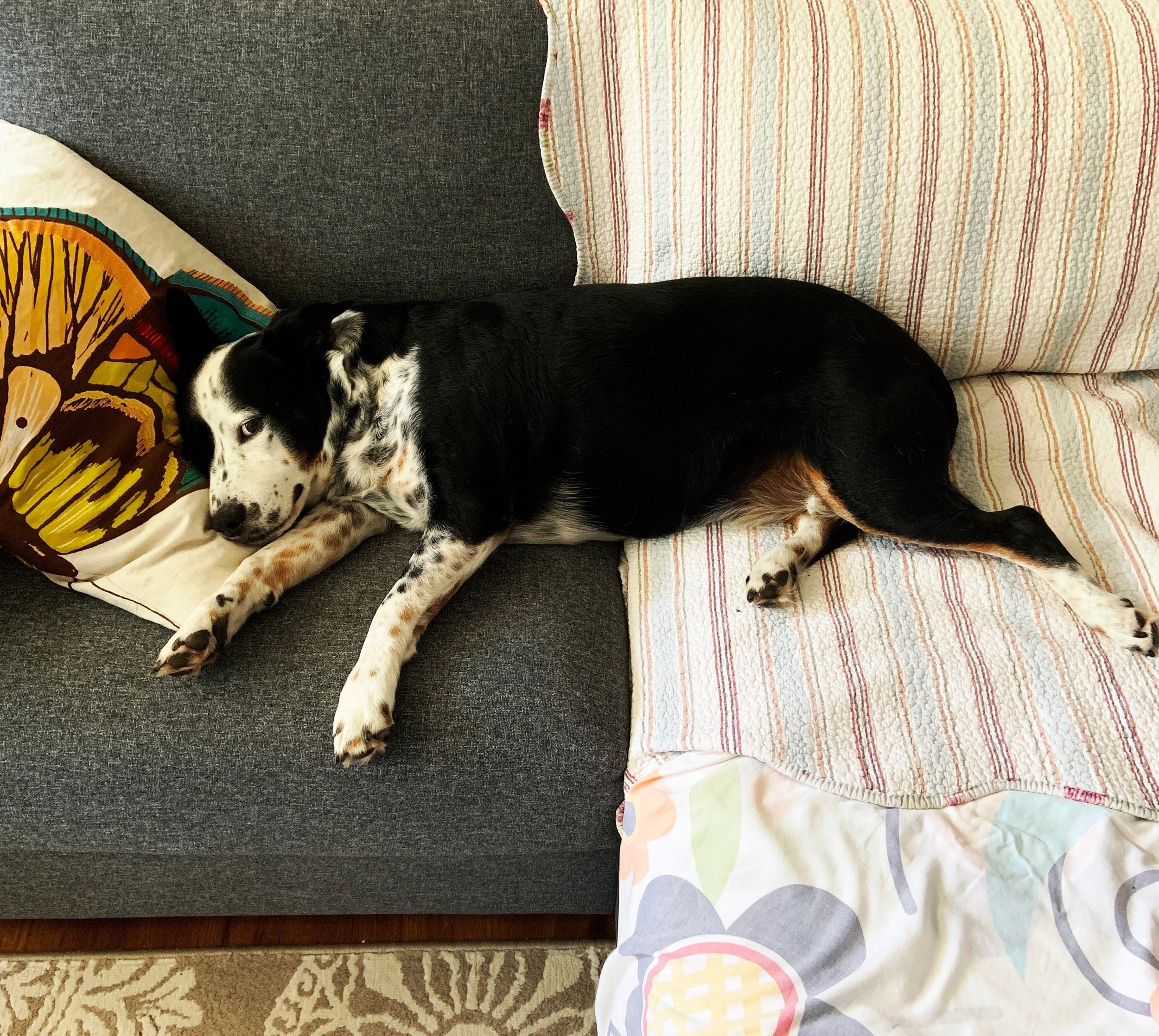 A black and white dog lays with his head on a pillow on a small couch looking at the person who loves him most.