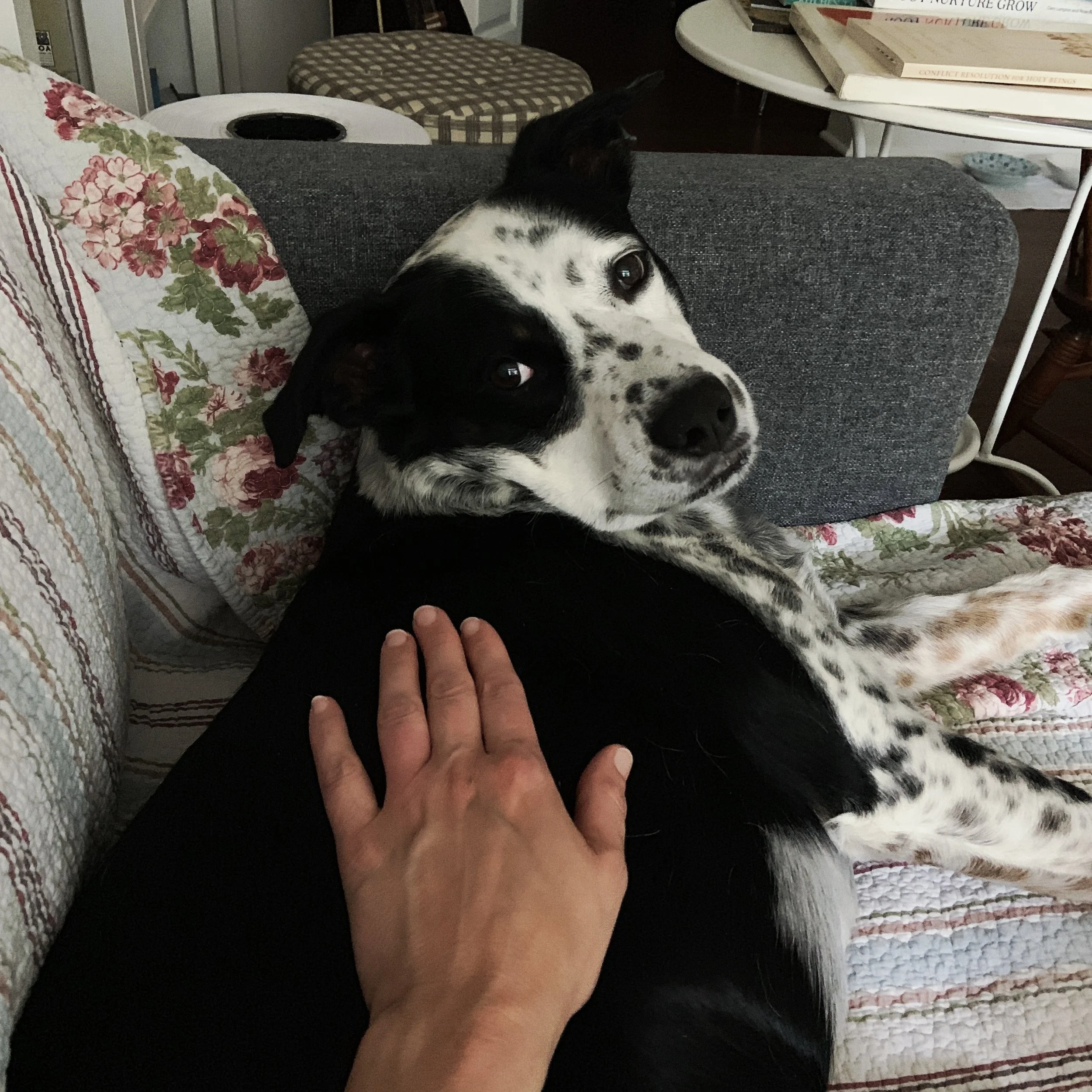 A black and white dog lies on a couch and looking at the person who loves him most.
