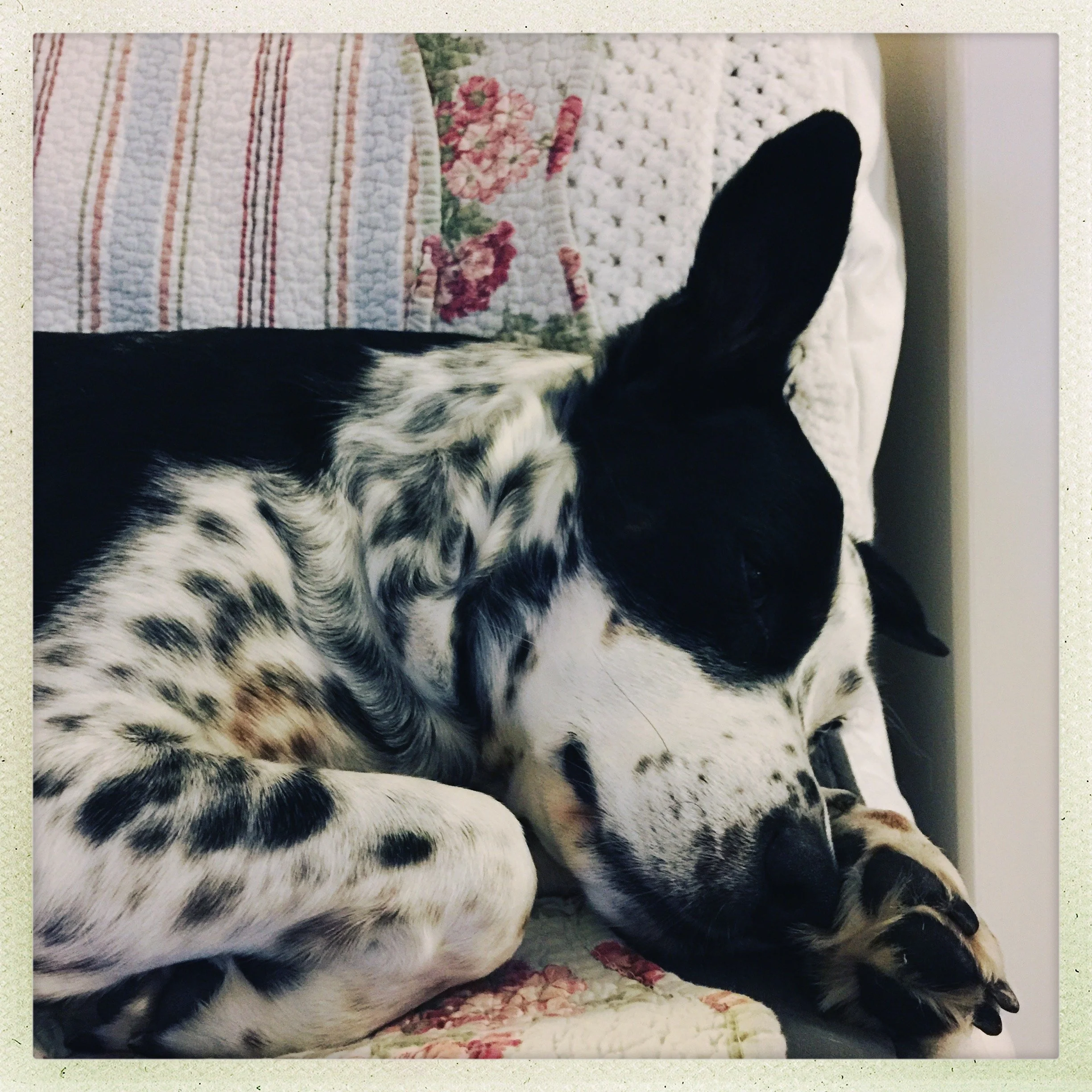 A black and white dog rests contently on a quilt.