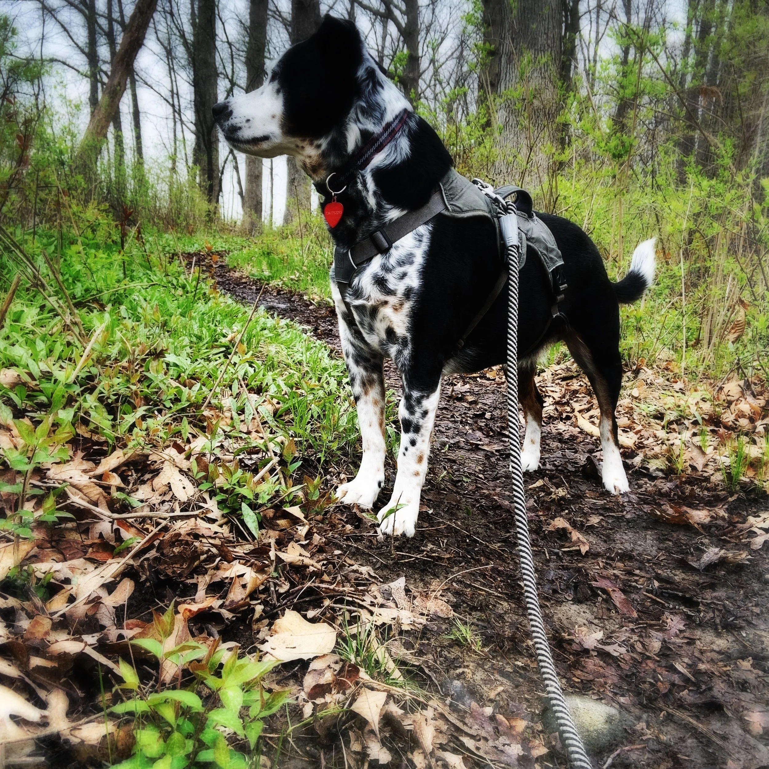 A black and white dog stands alert in the forest in morning with the person who loves him most.