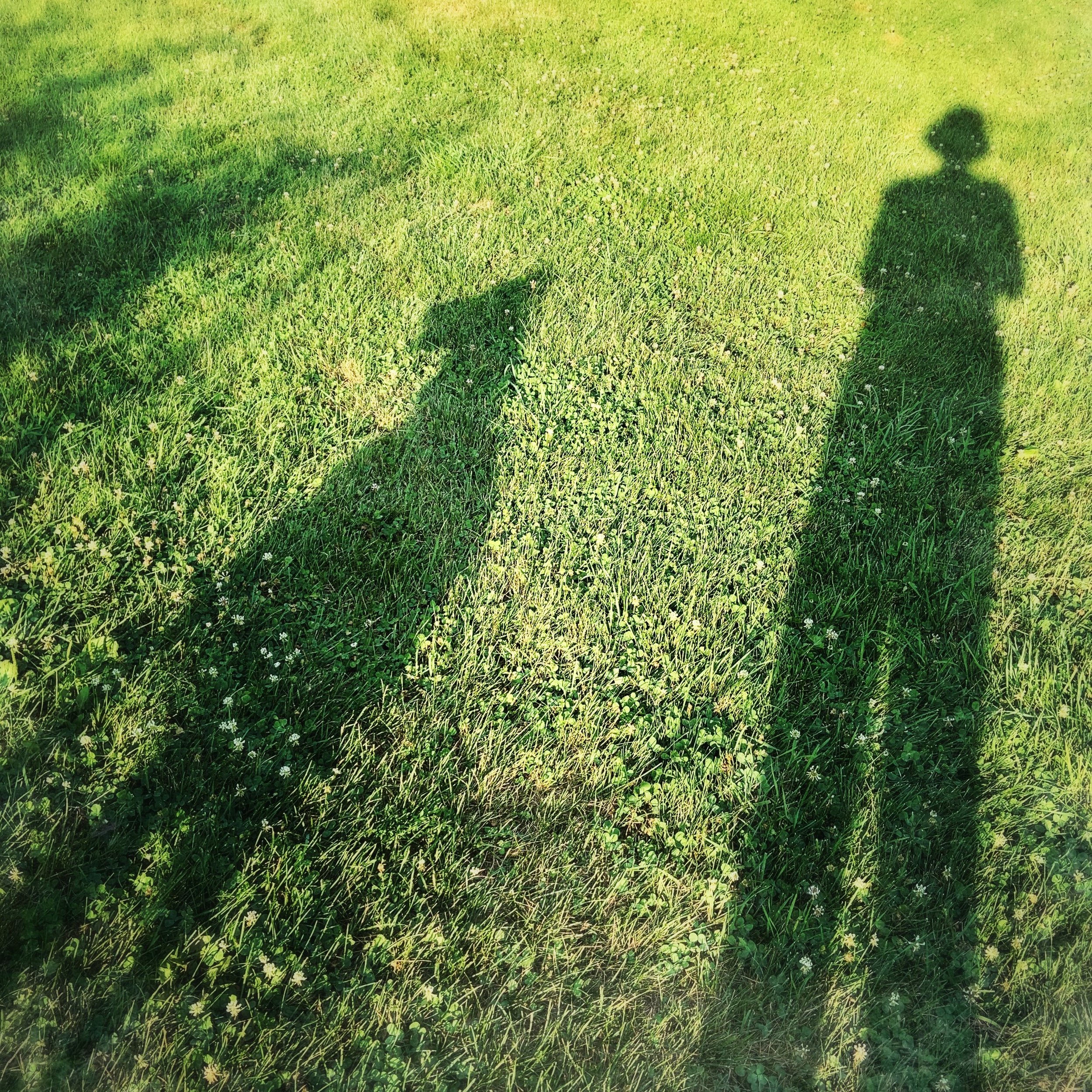 A black and white dog with the person who loves him most shown in their shadows only against green grass spotted with dandelion seedheads in spring.