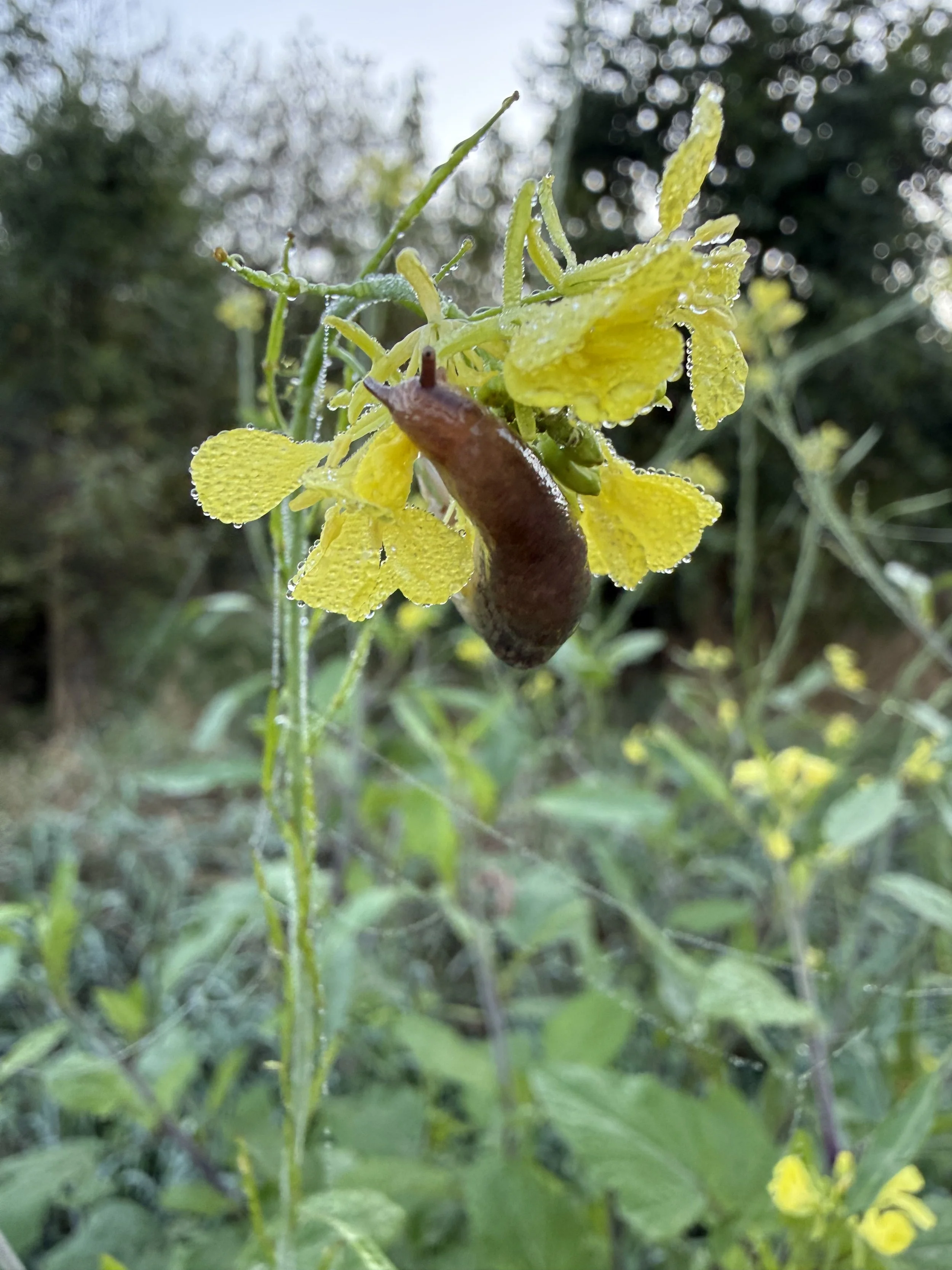 A slug feeds on wild mustard leaves at sunrise.