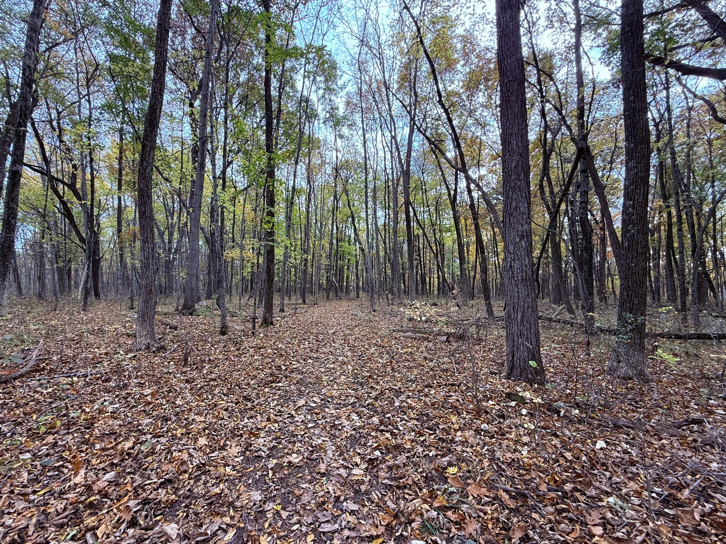A forest path covered with leaves in October.