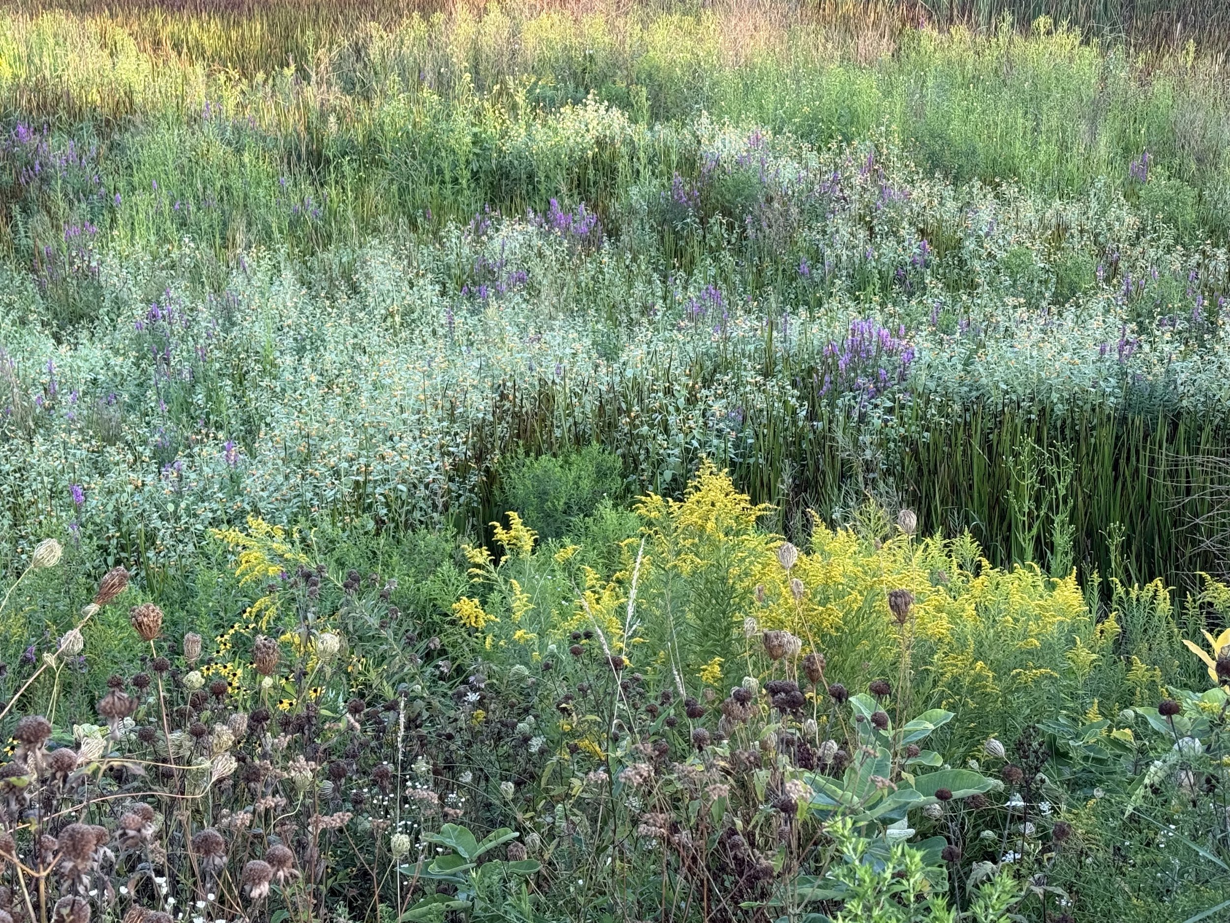 A view of a spotted touch-me-not, goldenrod, purple loosestrife, queen anne's lace and milkweed on a bright and hazy morning.