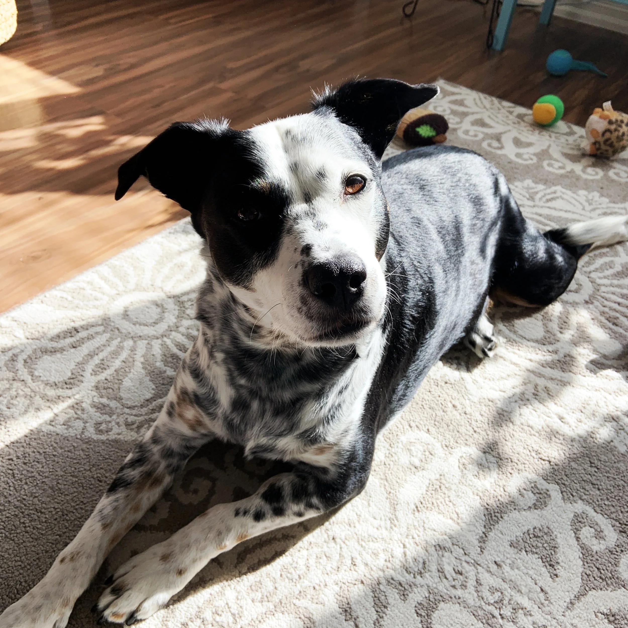 A black and white dog sitting in his home in a patch of sun looking thoughtfully at the person who loves him most.