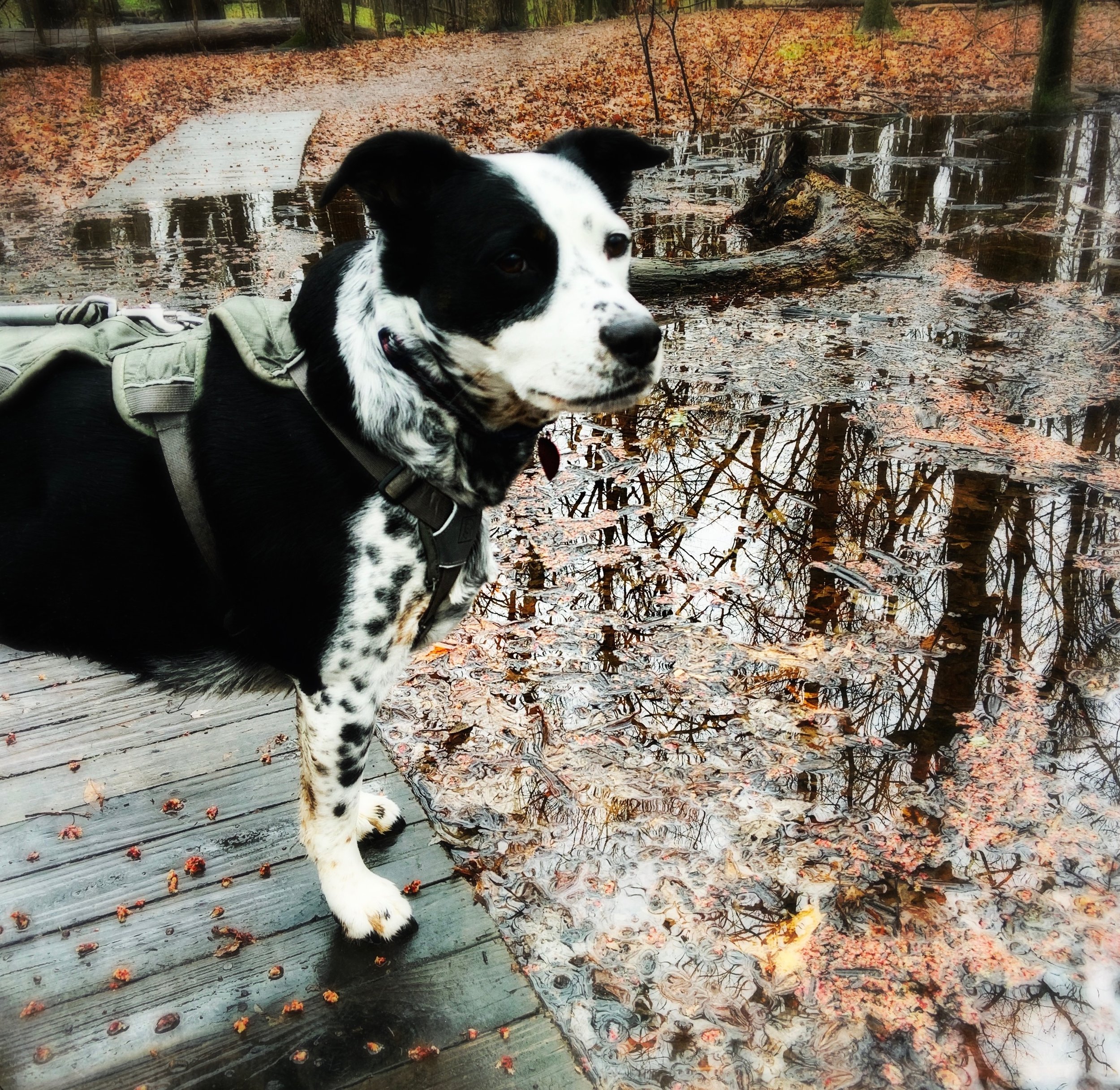 A black and white dog stands next on a wooden path next to a pond in a spring forest with the person who loves him most.