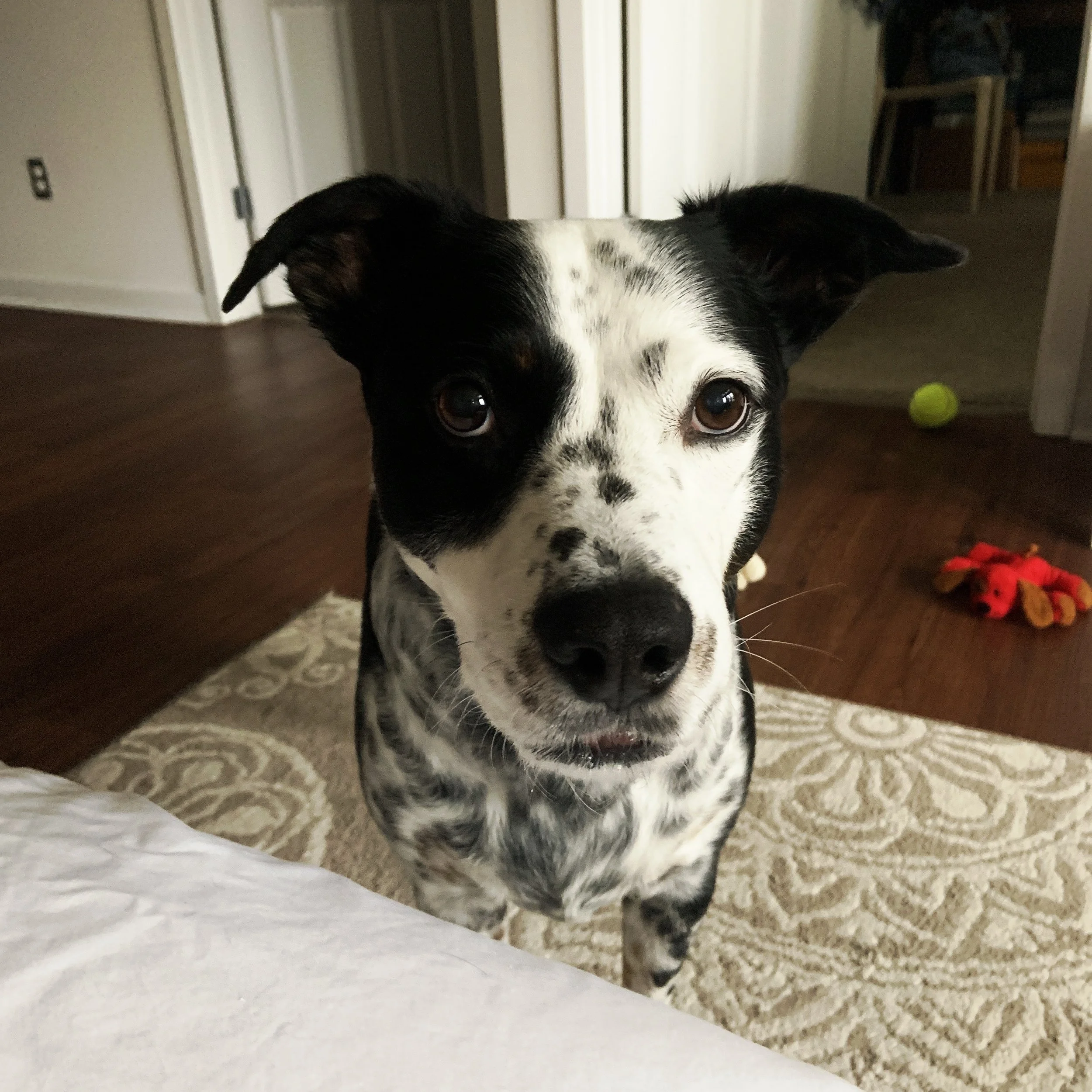 A beautiful black and white dog looks intently at the person who loves him most.