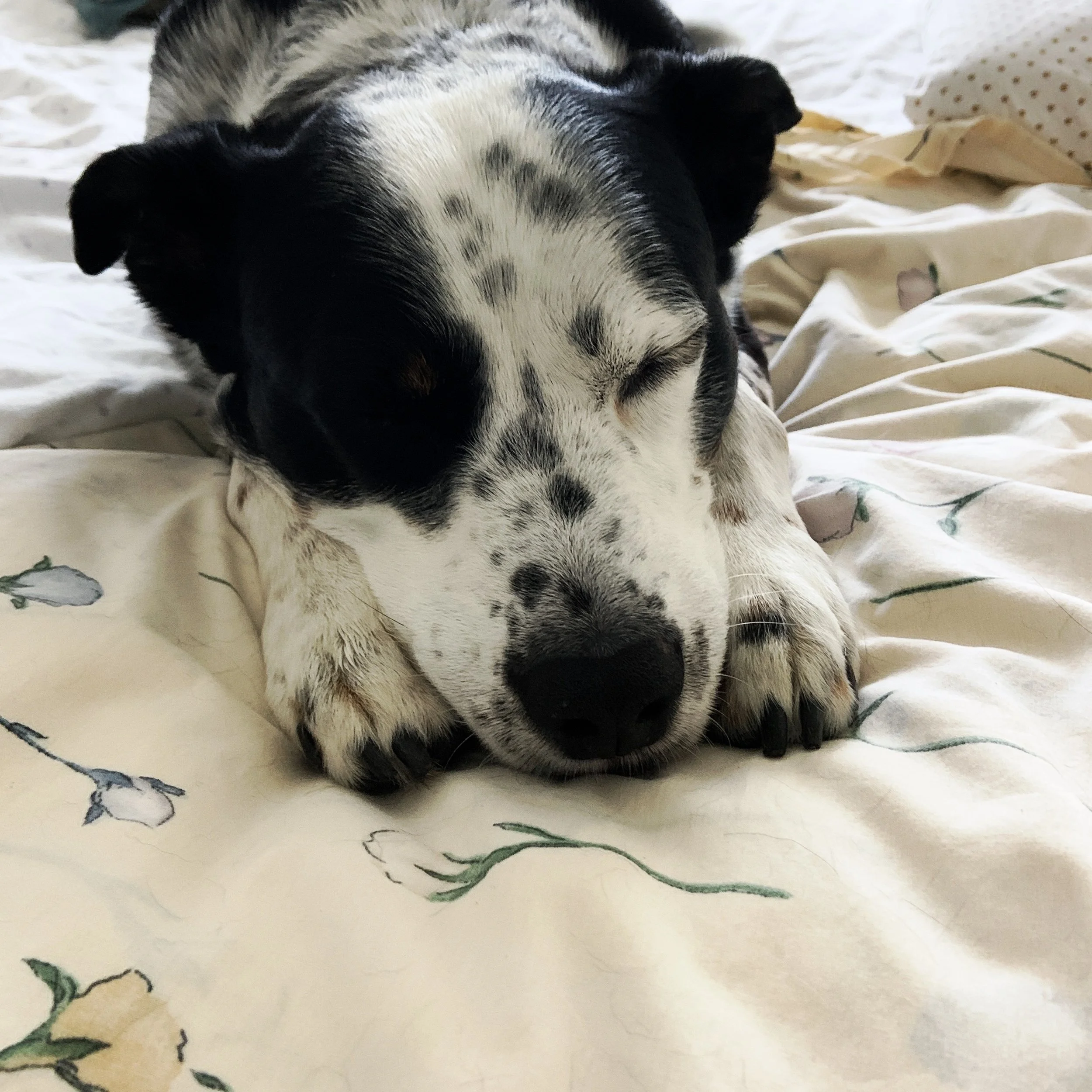 A black and white dog sleeping with his chin resting between his front paws with the person who loves him most.