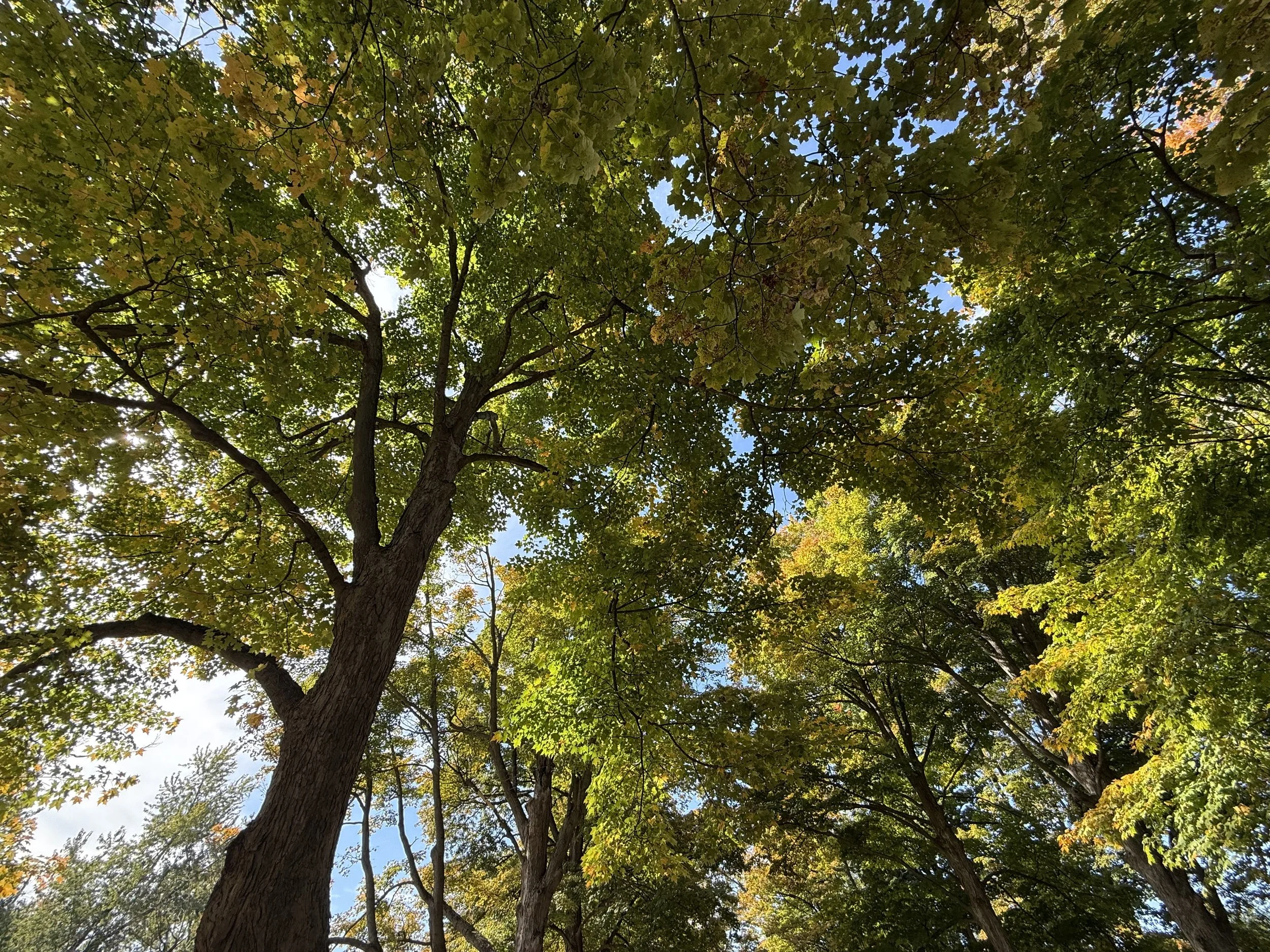 An upward view of tall trees changing color on a sunny day in October.