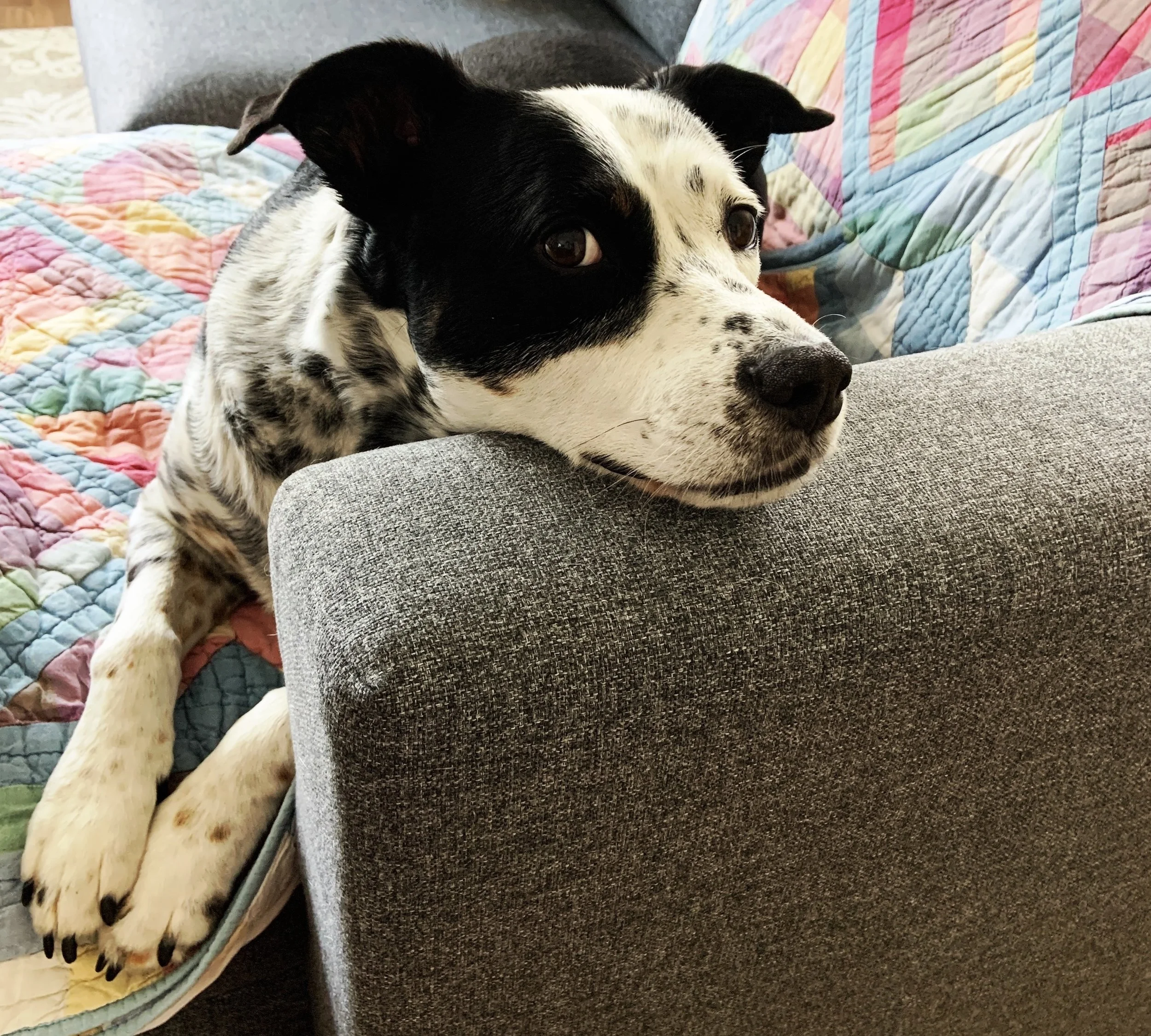 A black and white dog sitting with his chin resting on the arm of a couch, looking at the person who loves him most.