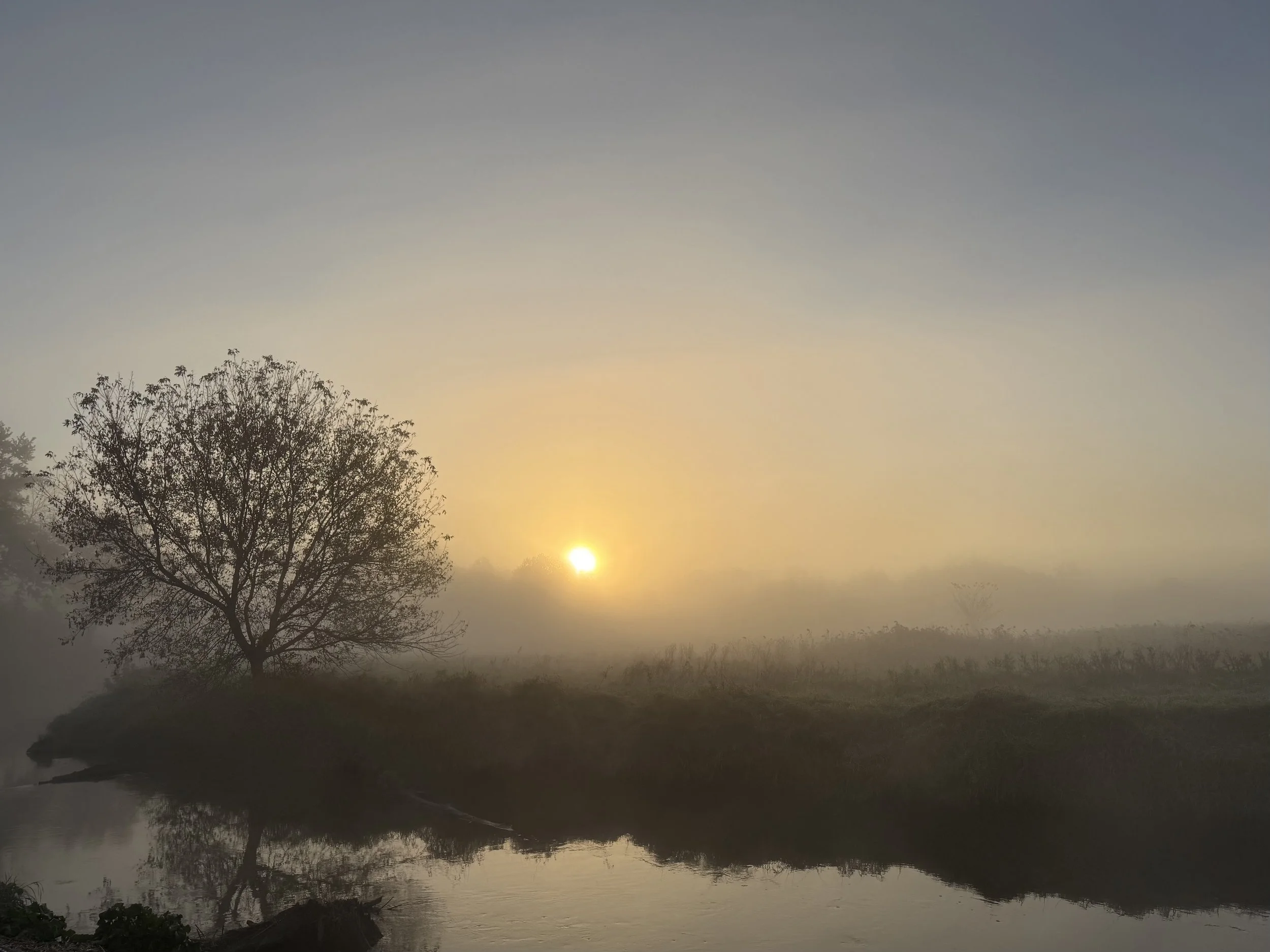 An October sunrise over a foggy grassland and a tree on a creekbank.