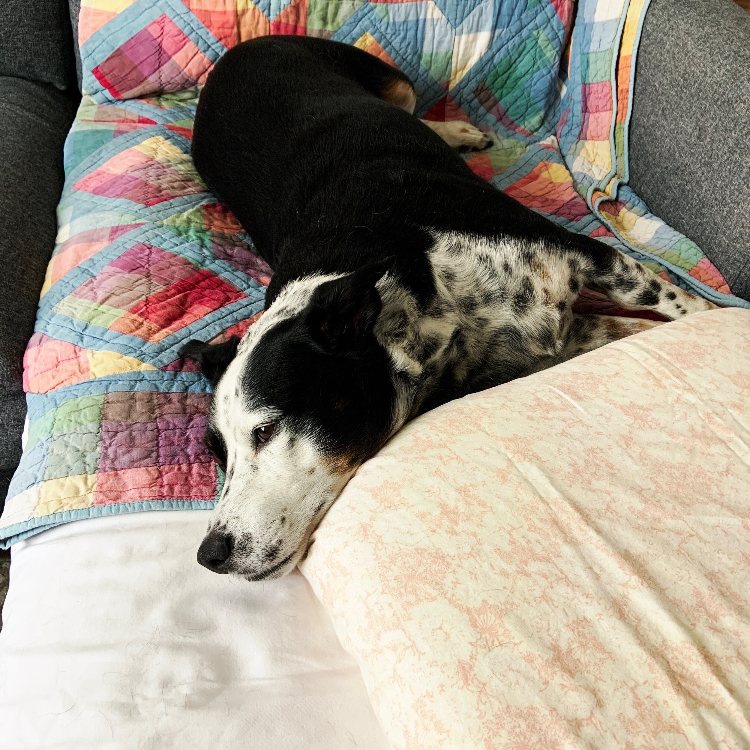 A black and white dog resting contentedly on a couch with the person who loves him most.