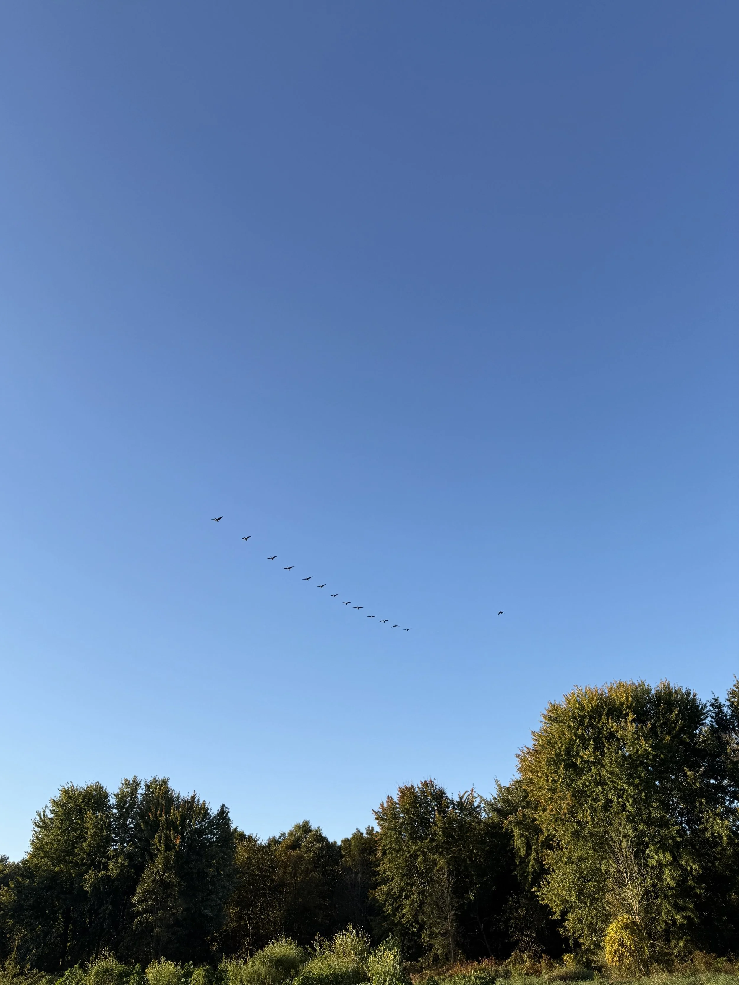 A broken V of Canadian Geese fly over a treeline in blue sky just after sunrise.