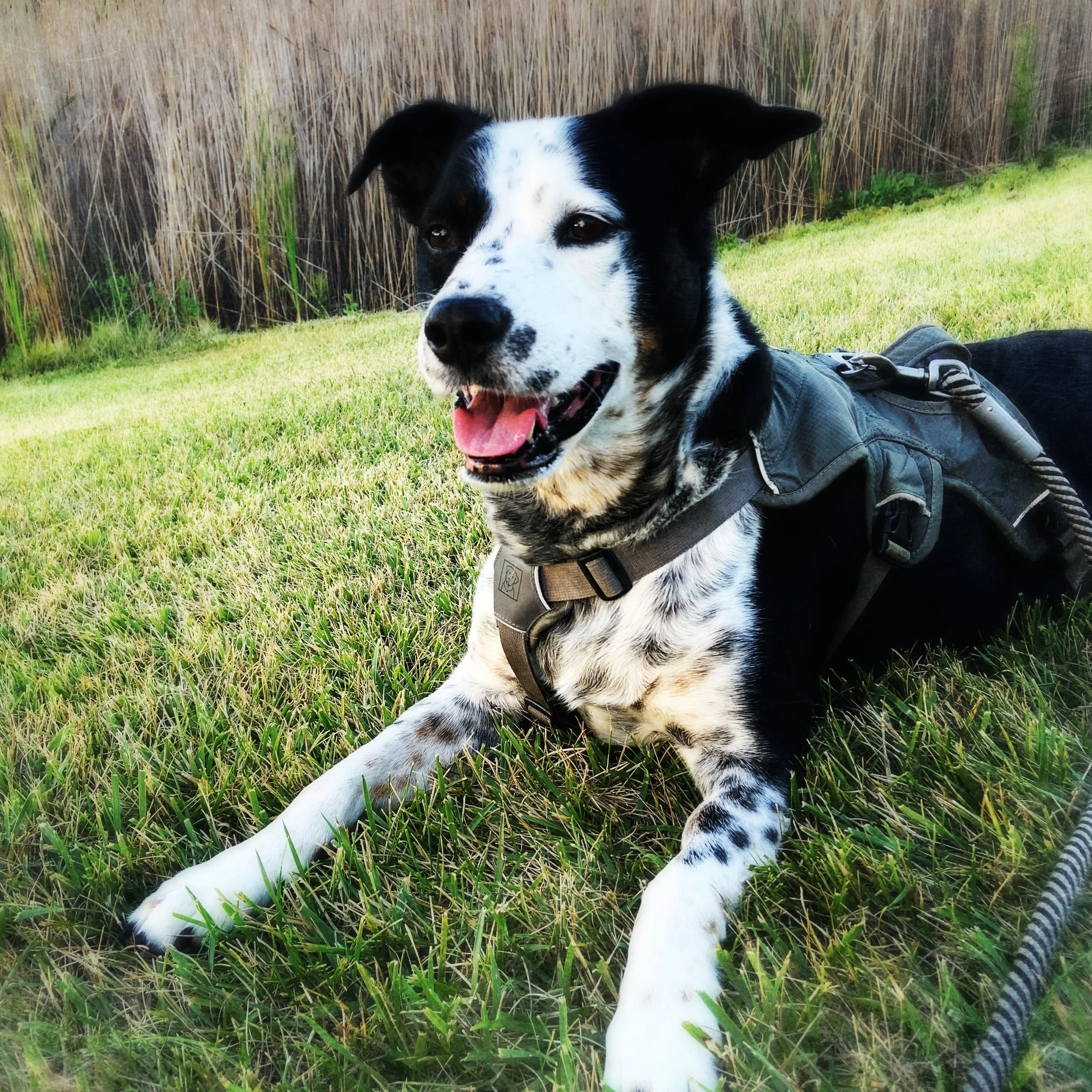 A black and white dog lying in the summer grass in front of tall grasses with the person who loves him most.