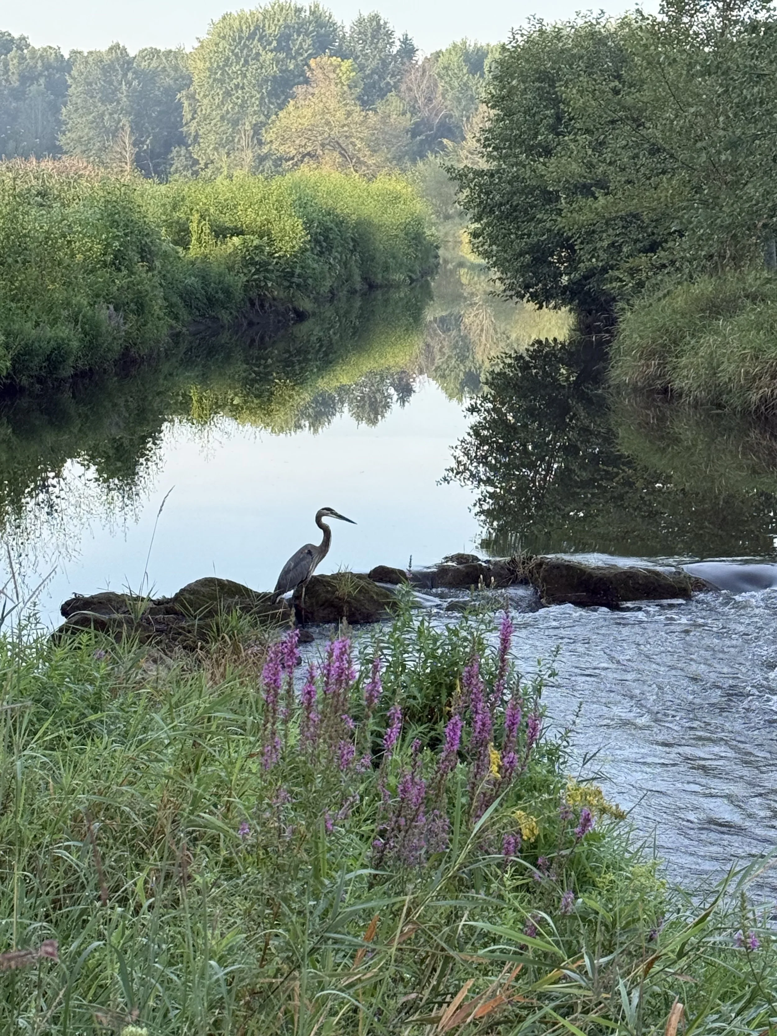 A view of a great blue heron fishing at a small rapids in a winding creek on a bright and hazy morning.