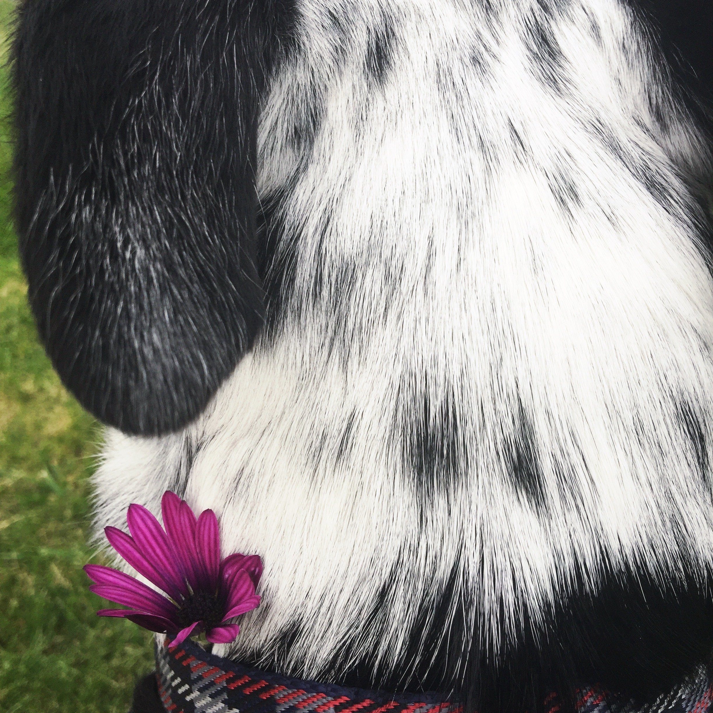 A black and white dog stands seen from behind with a small flower tucked in his color with the person who loves him most.
