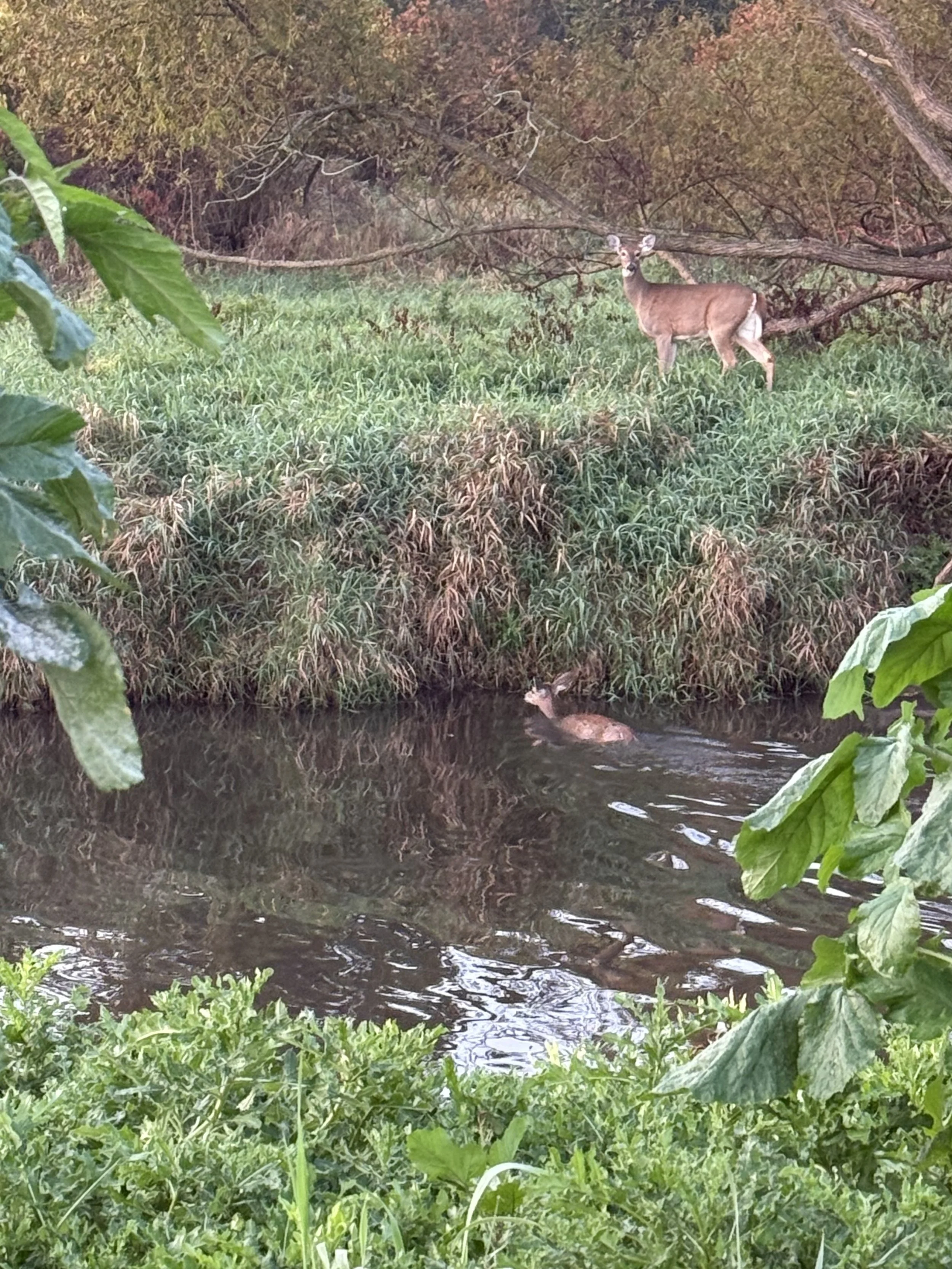 A young deer swimming across a small creek to his waiting family.