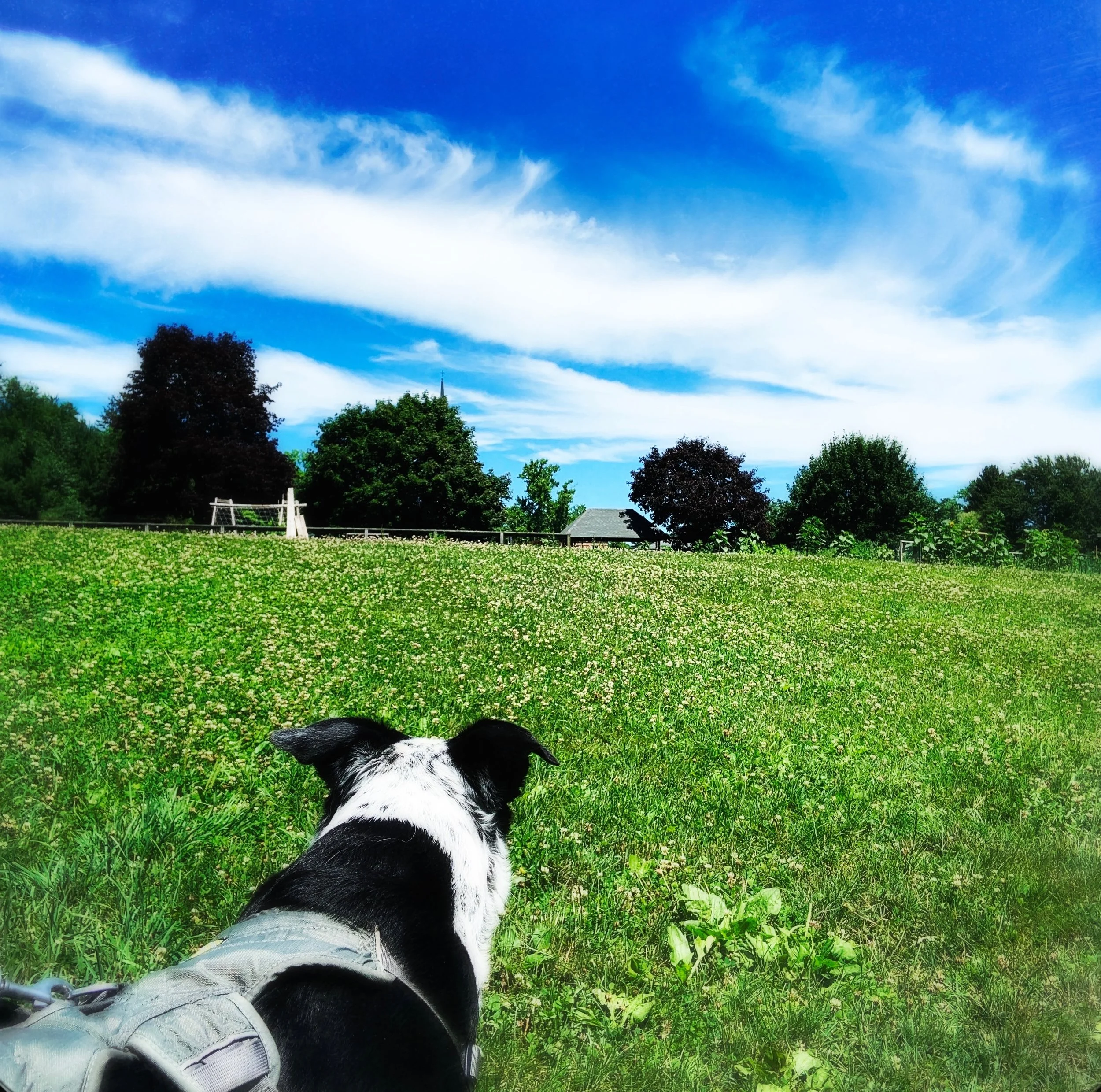 A black and white dog at the edge of a forest looking at blue sky over a wide expanse of green grass with the person who loves him most.