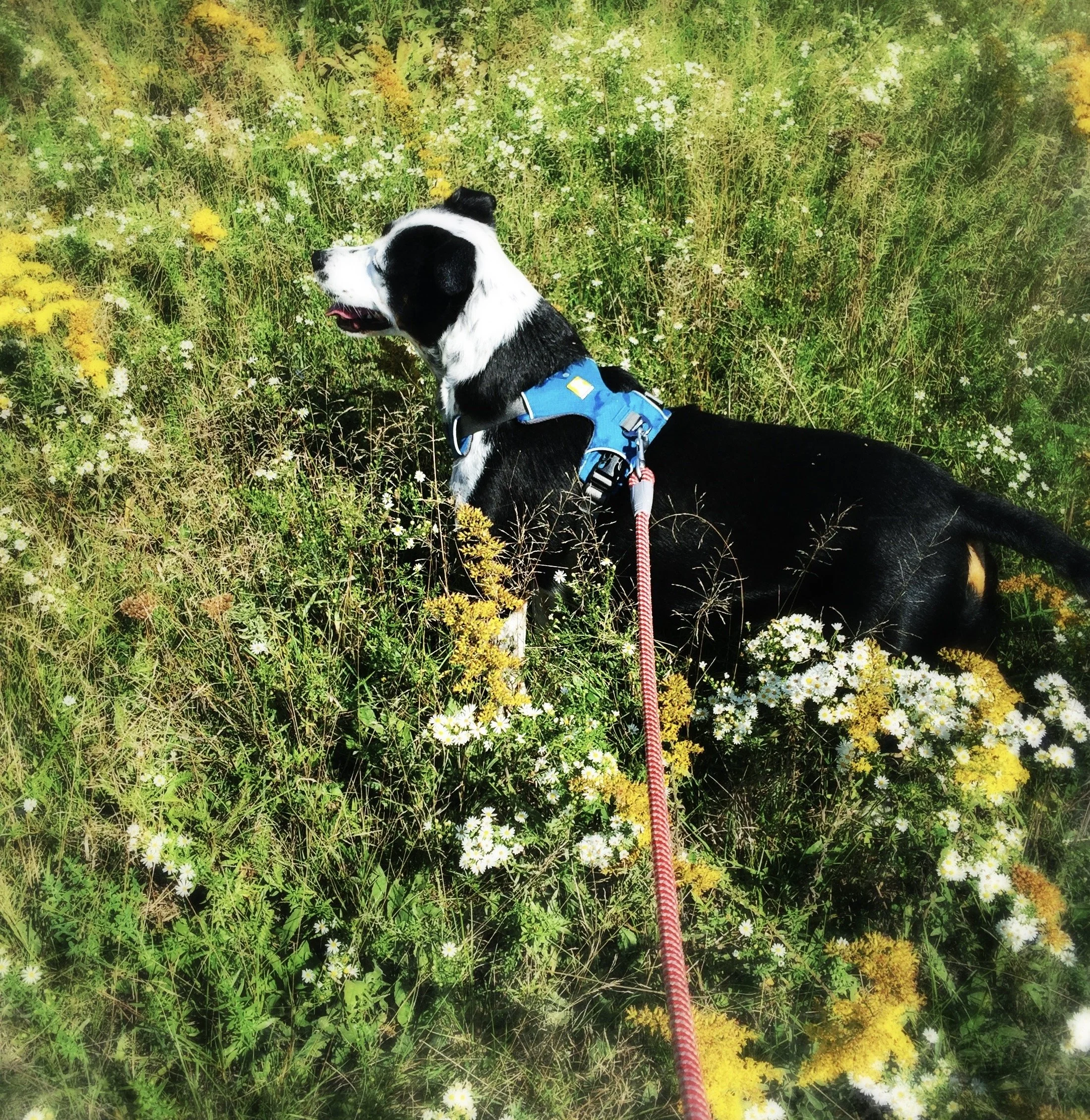 A black and white dog happily walks through wildflowers in a meadow with the person who loves him most.