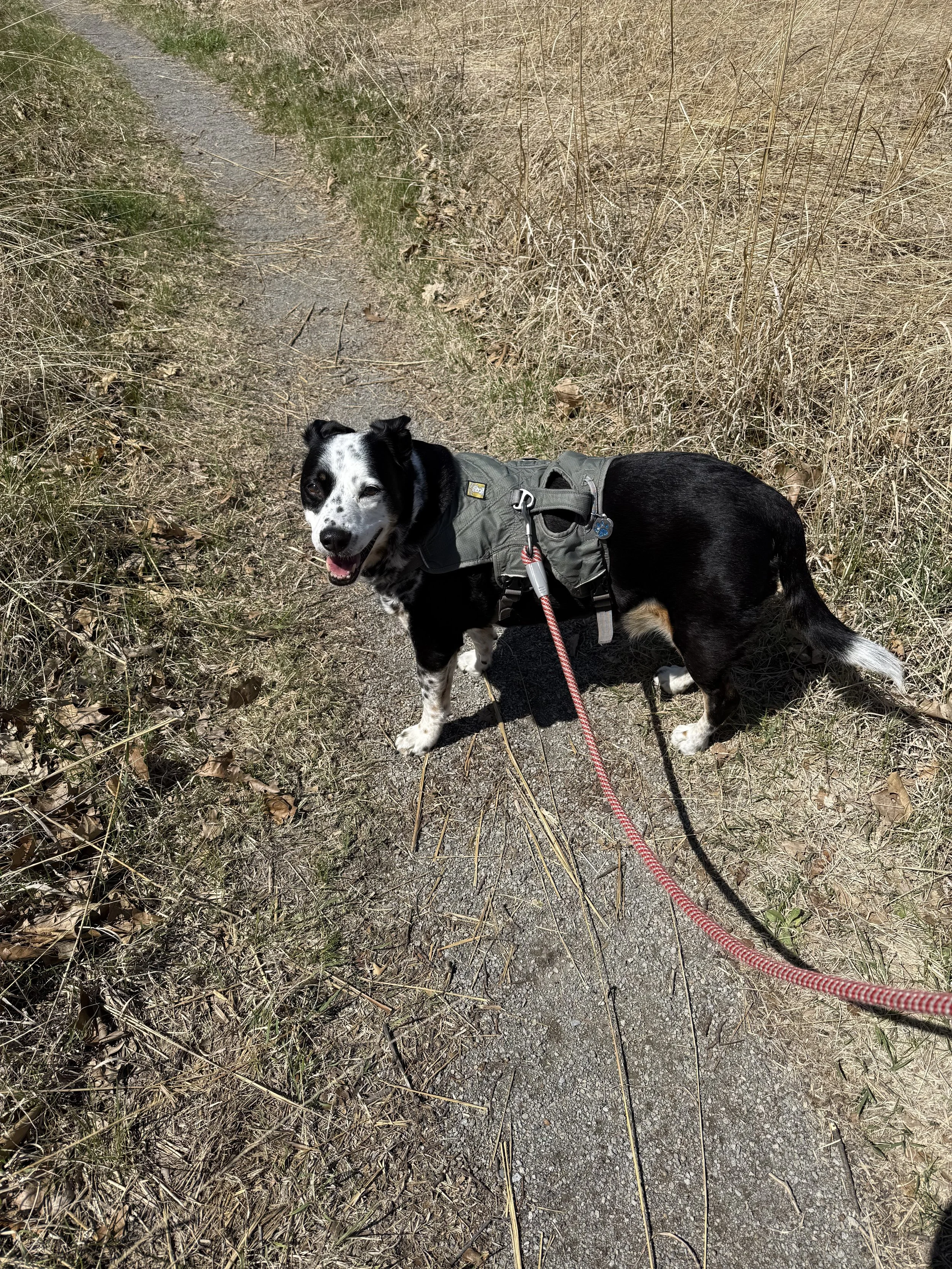 A black and white dog stands on a path looking at the person who loves him most.