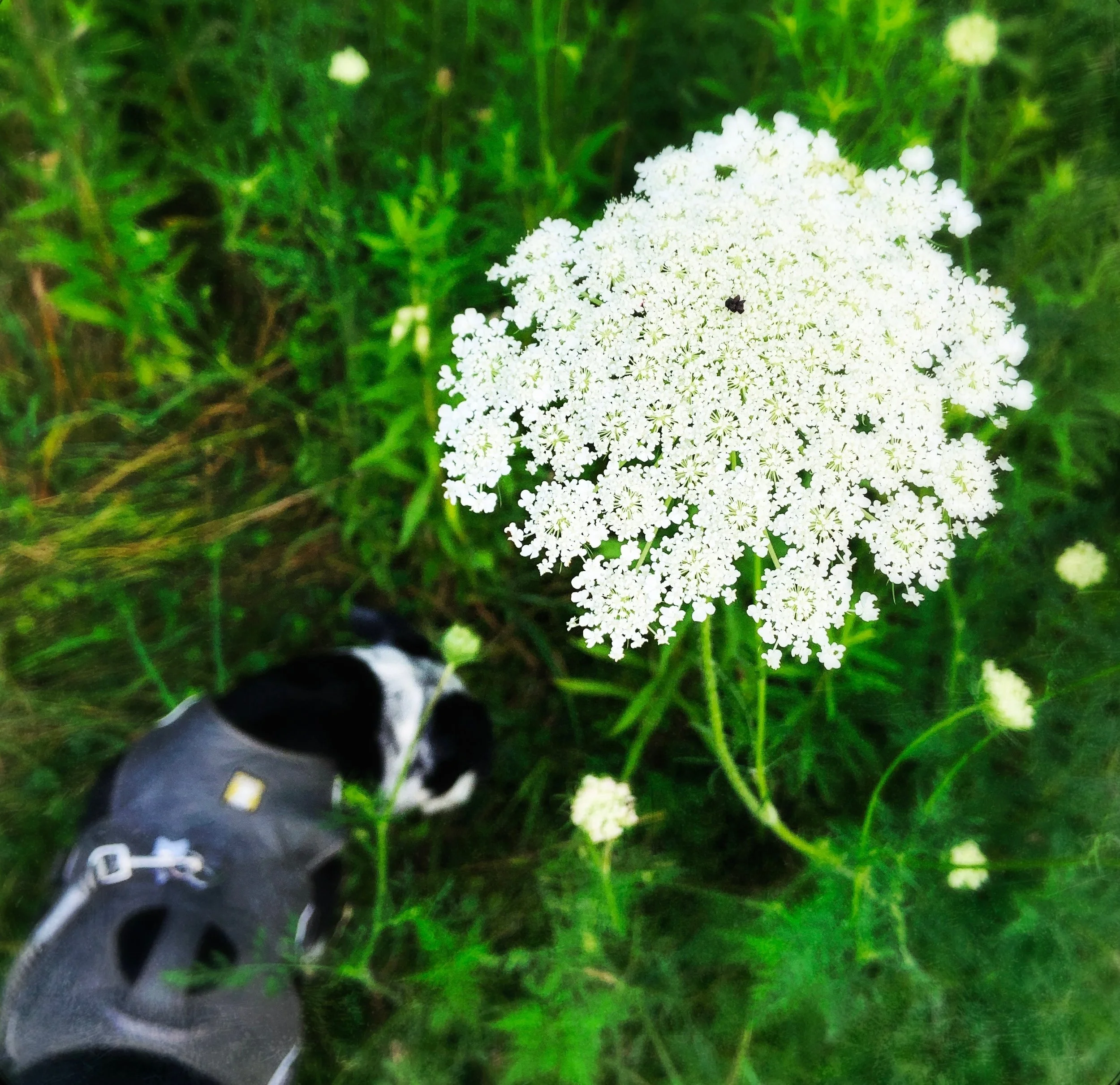 A black and white dog sniffing the ground and thicket underneath a blooming wild carrot with the person who loves him most.