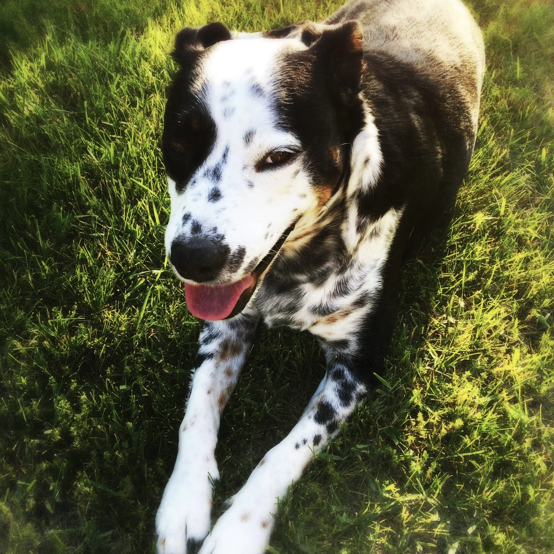 A black and white dog sitting in the evening grass with the person who loves him most.