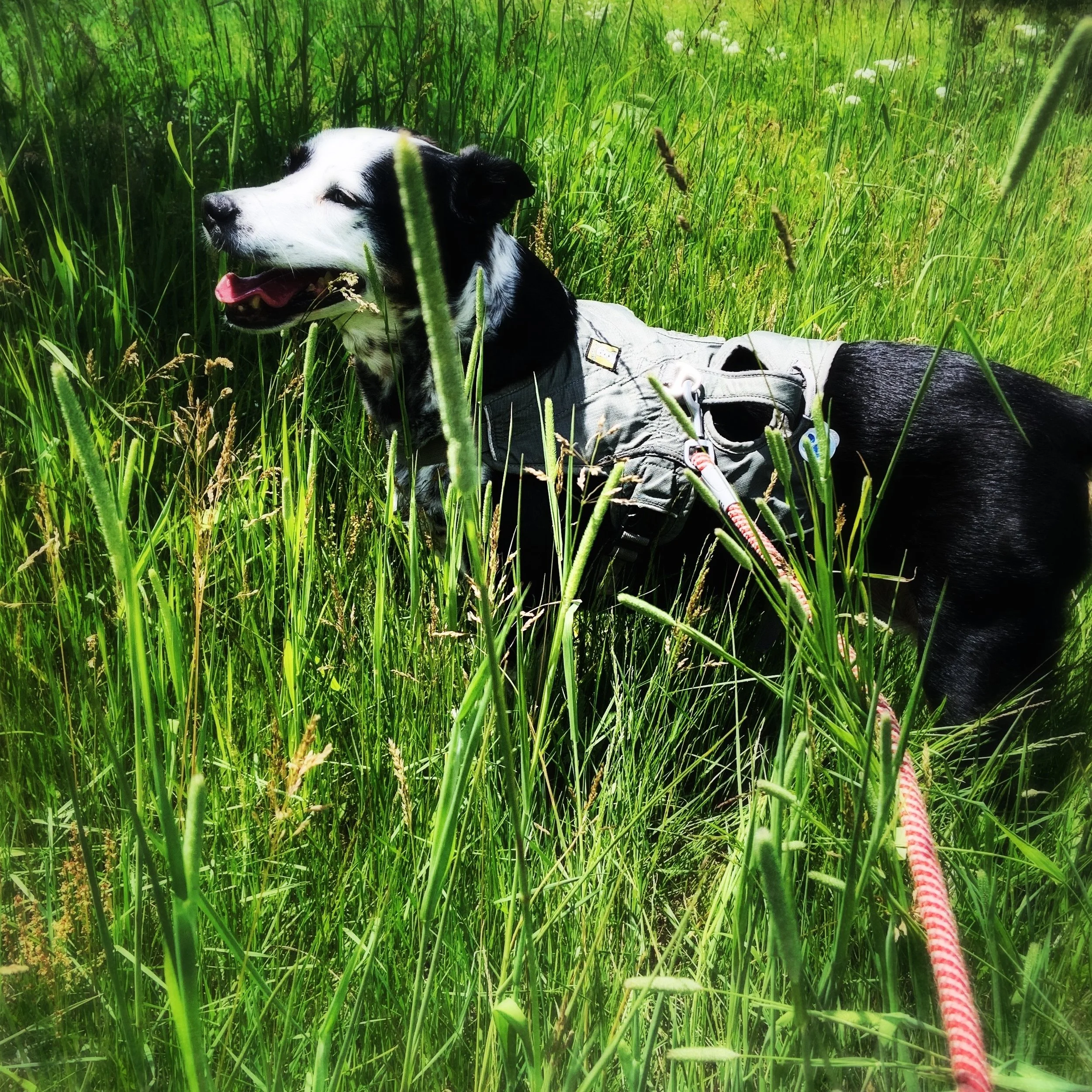 A black and white dog winds happily through tall summer grasses with the person who loves him most.