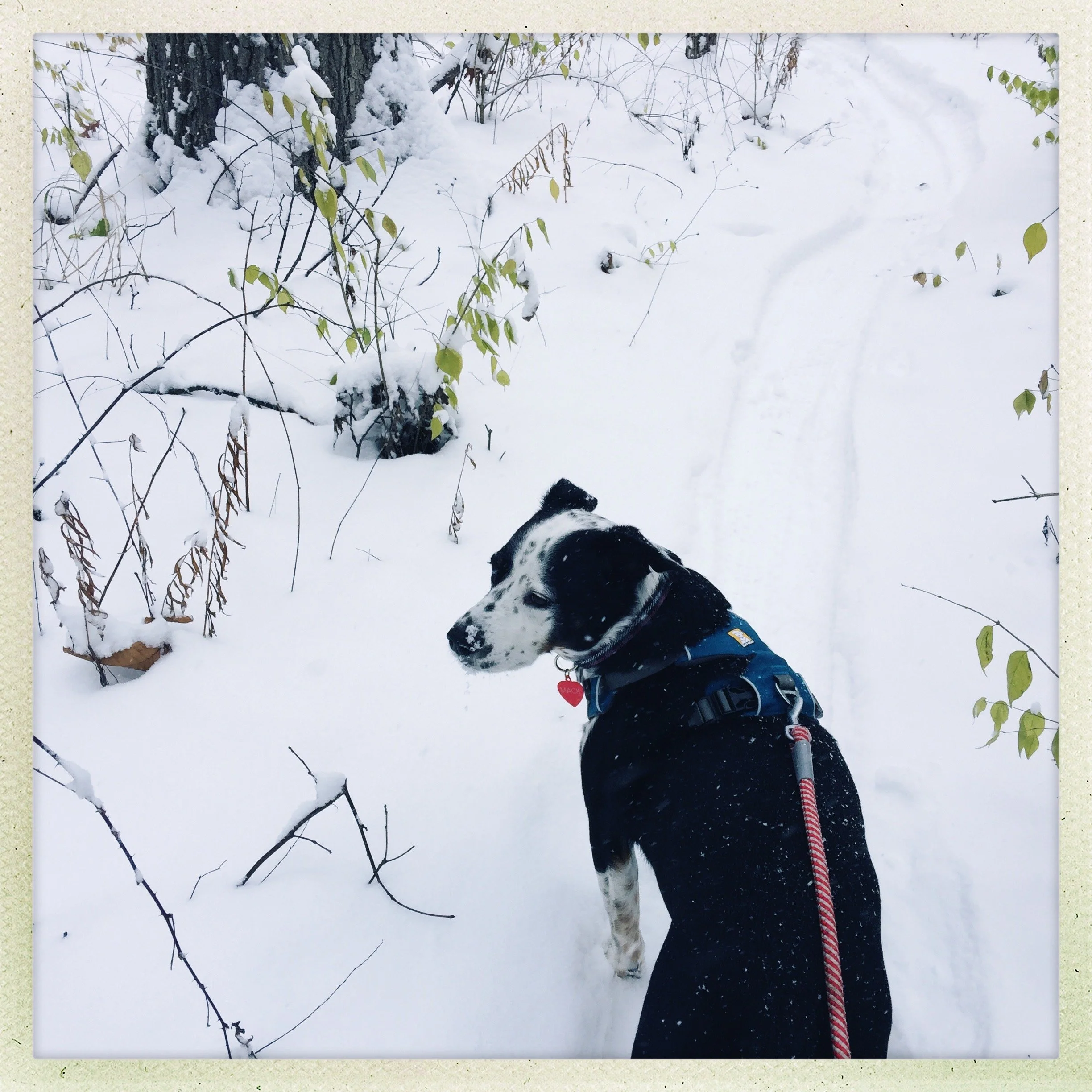 A black and white dog pauses on a snowy path looking back with the person who loves him most.