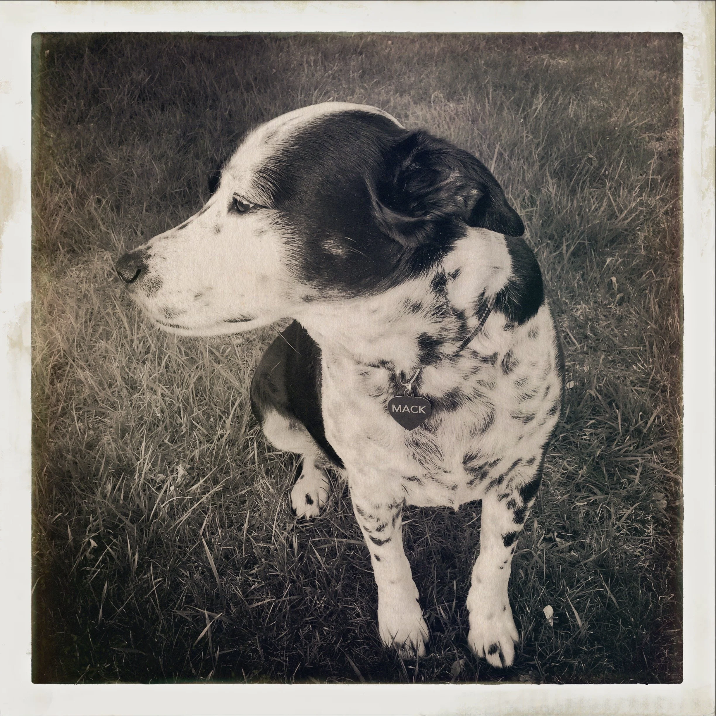 A black and white dog sits happily in the grass looking with soft eyes at a person he loves.
