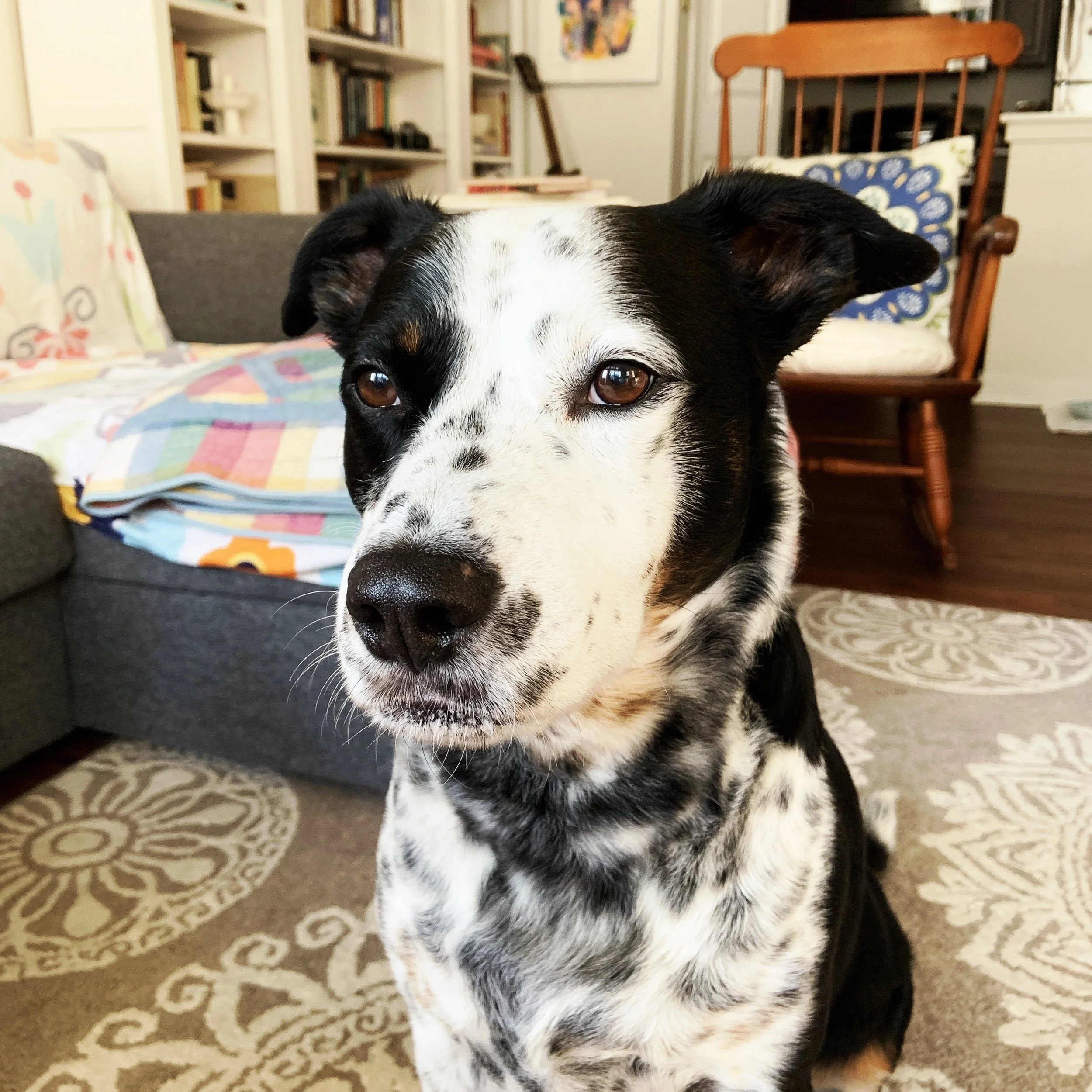 A black and white dog sitting inside looking ahead with the person who loves him most.