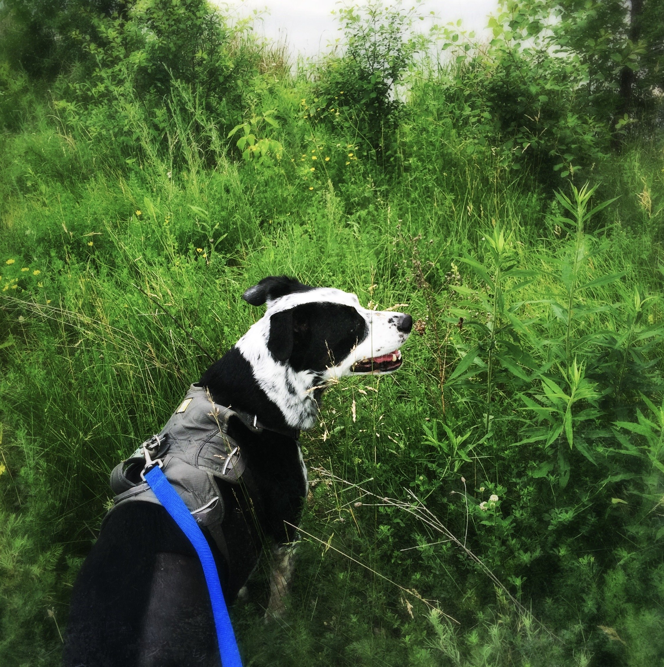 A black and white dog walking into a lush early summer thicket with the person who loves him most.