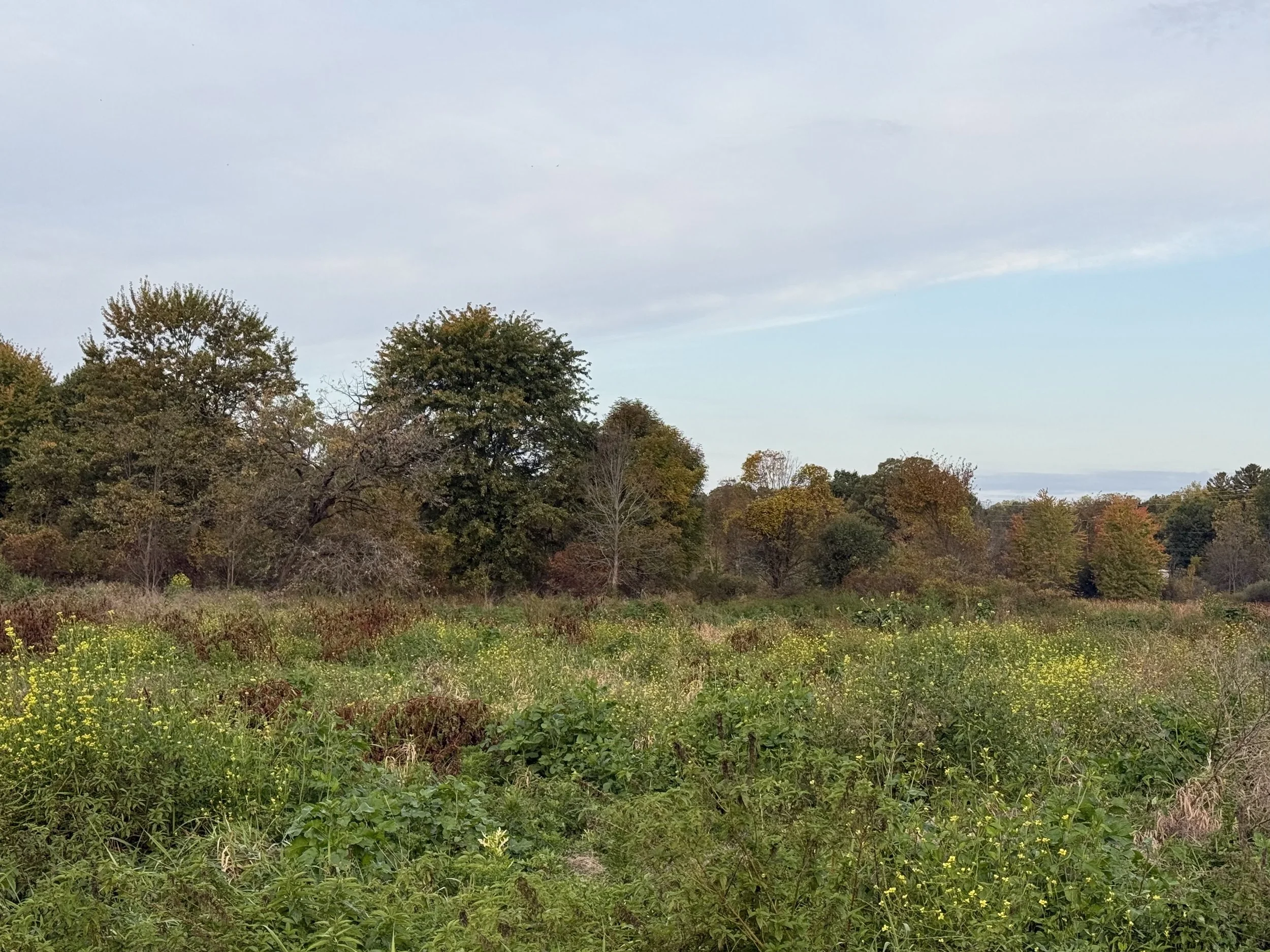 A view of grasslands with wildflowers and a treeline just beginning to change color on a fall morning.