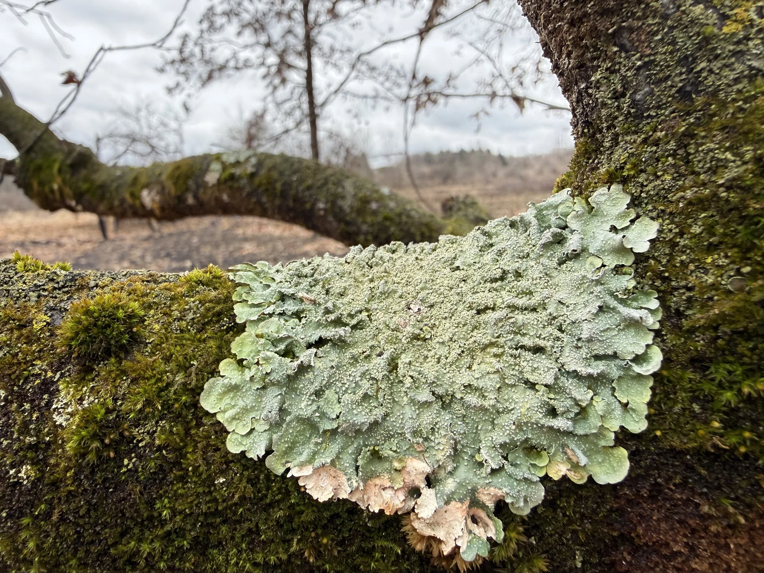 A large shield lichen blooming in the crook of a tree branch along with moss on a rainy day.