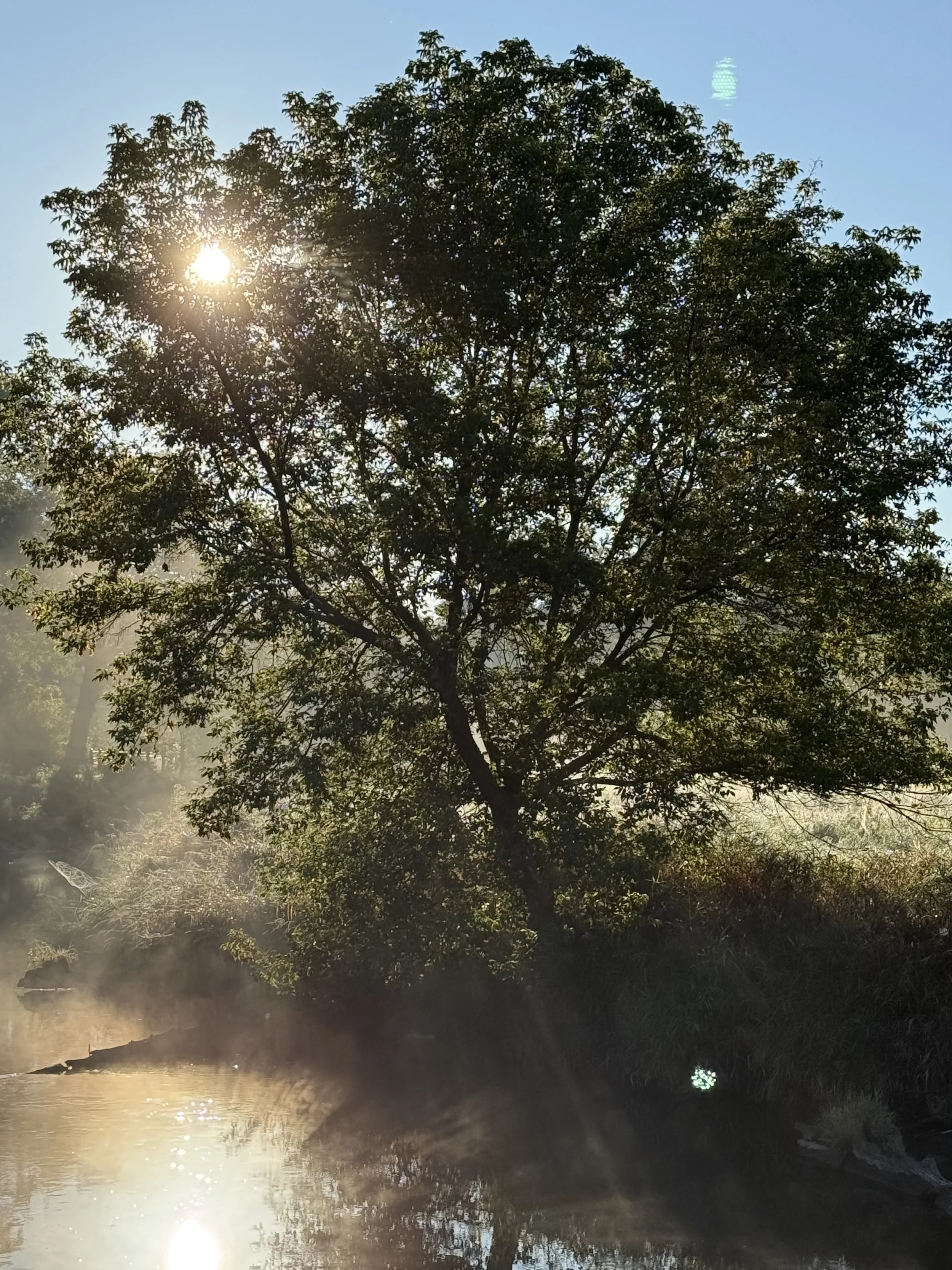 A view of grasslands in morning the sunrise light coming through a tree by a creek in light fog.
