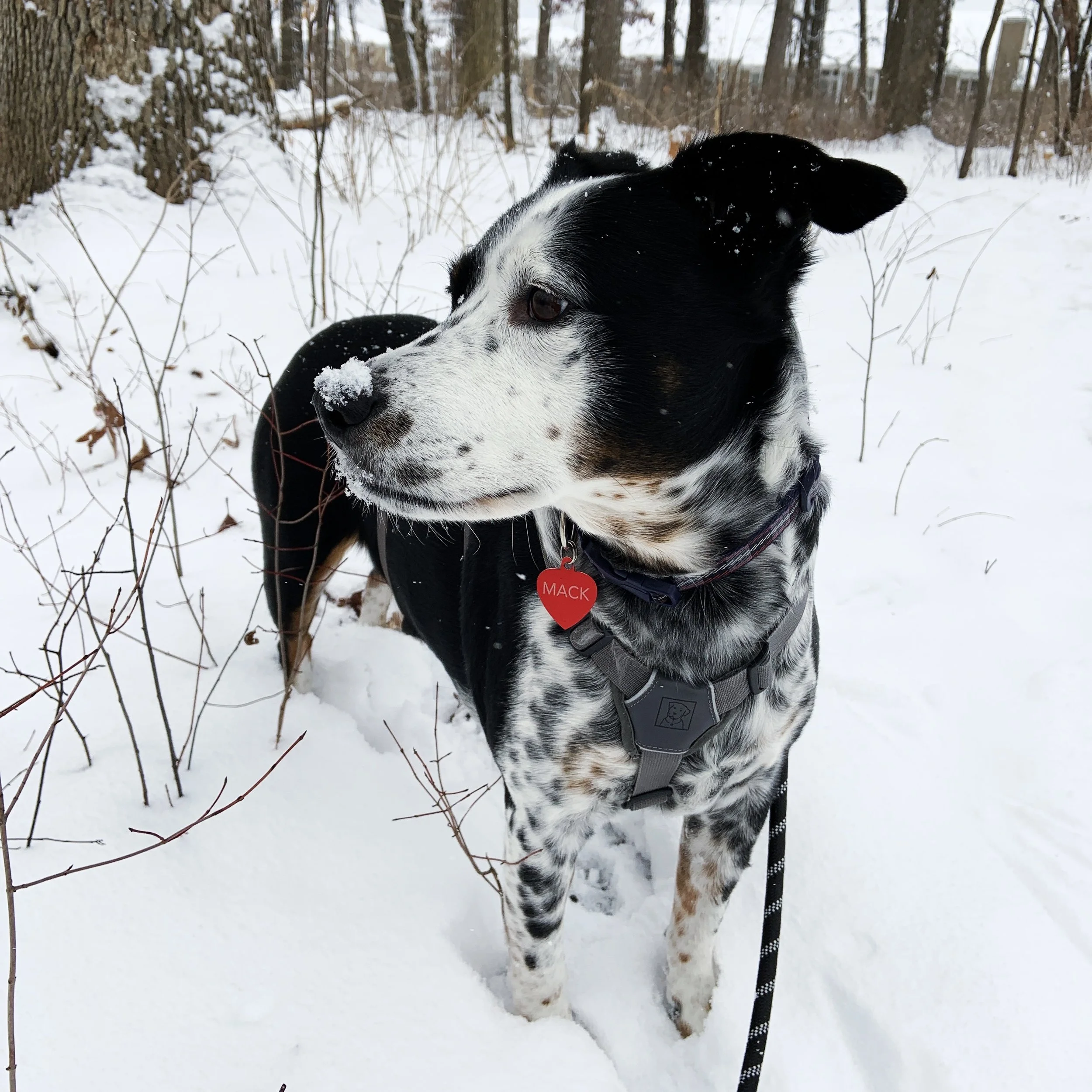A black and white dog stands stands in a forest on a snowy day with snow on his nose with the person who loves him most.