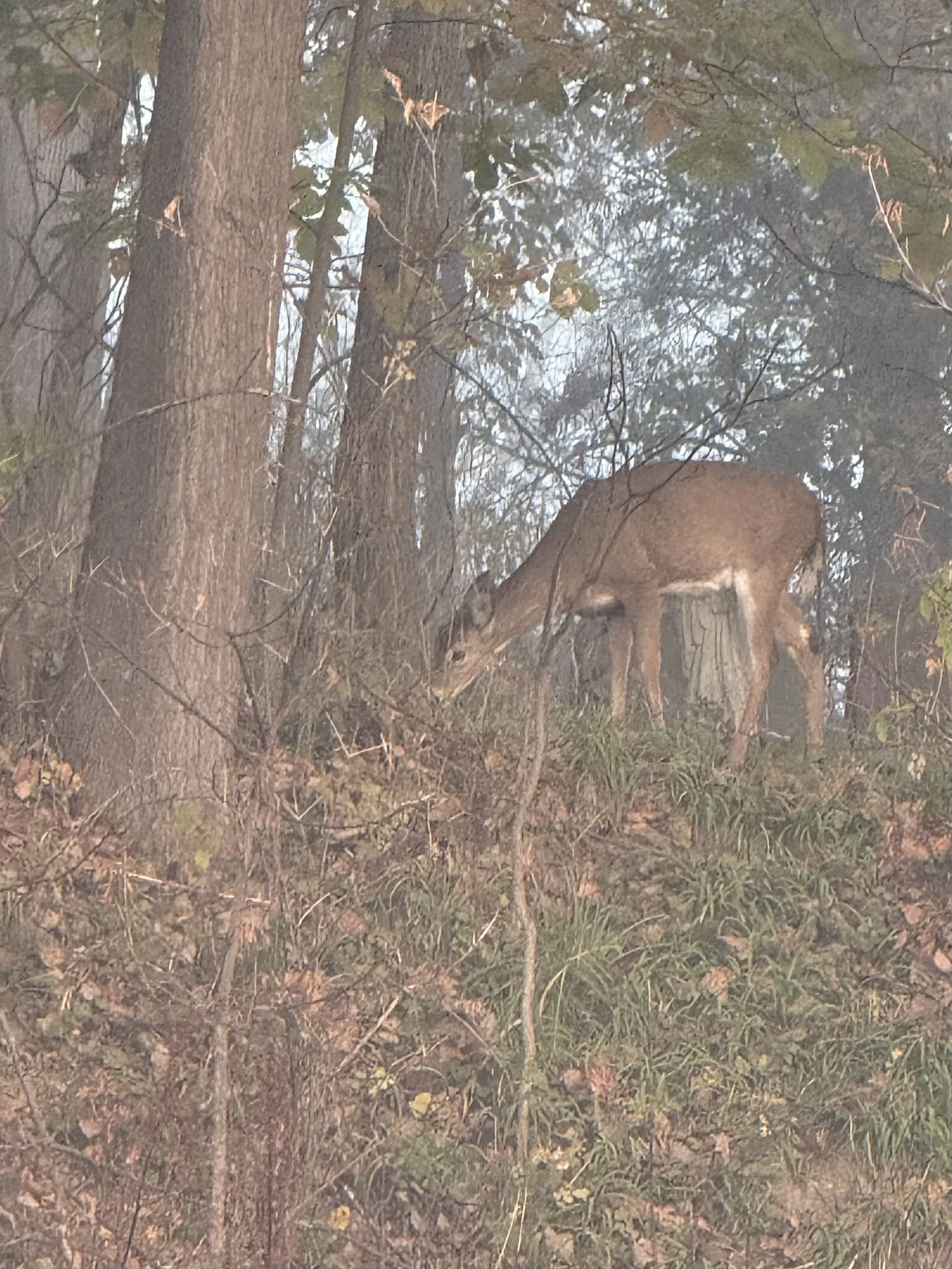 A young deer feeding in the early morning light in a heavily treed graveyard in October.