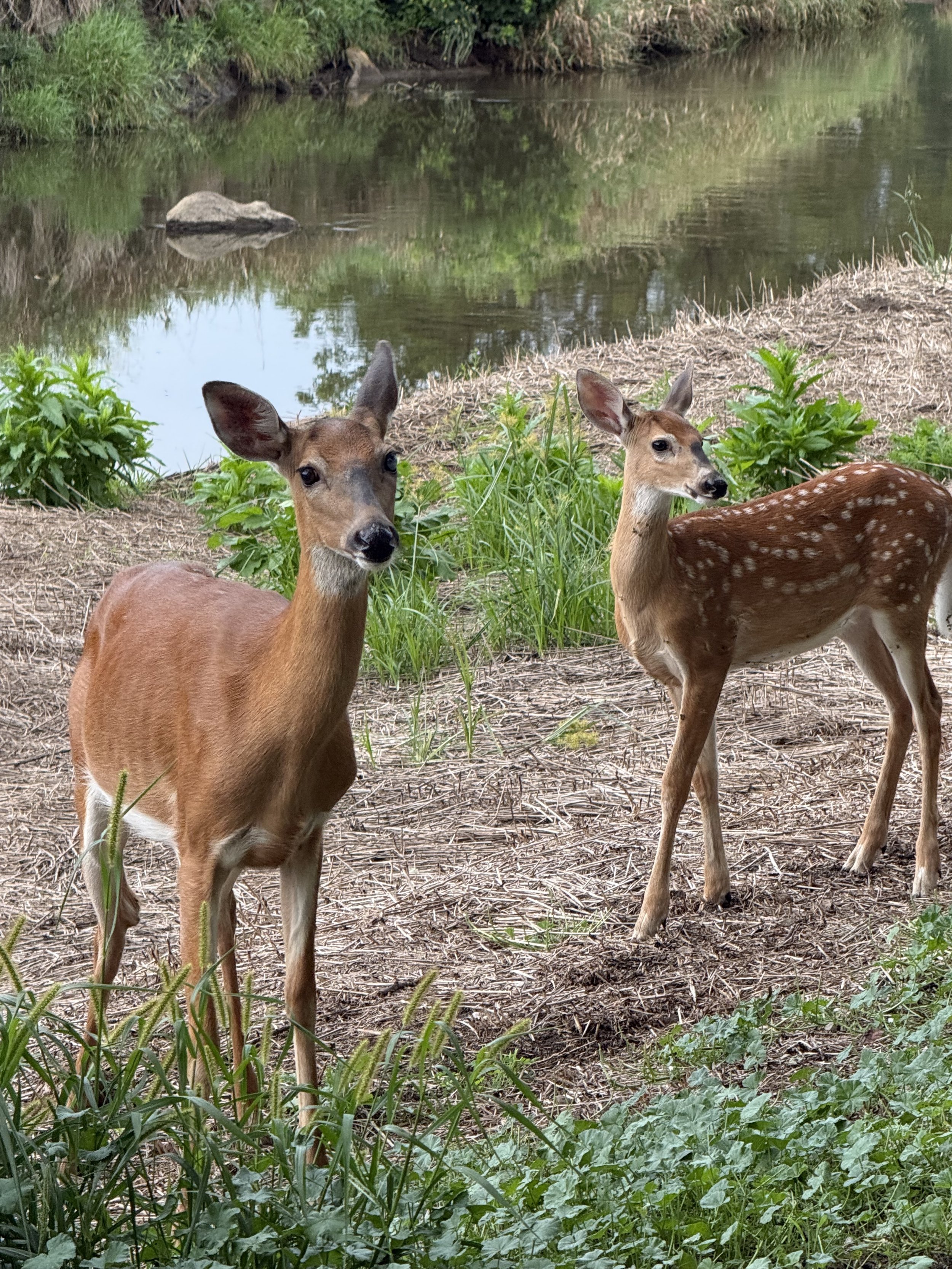 A mother deer and her fawn standing by a creek in morning.